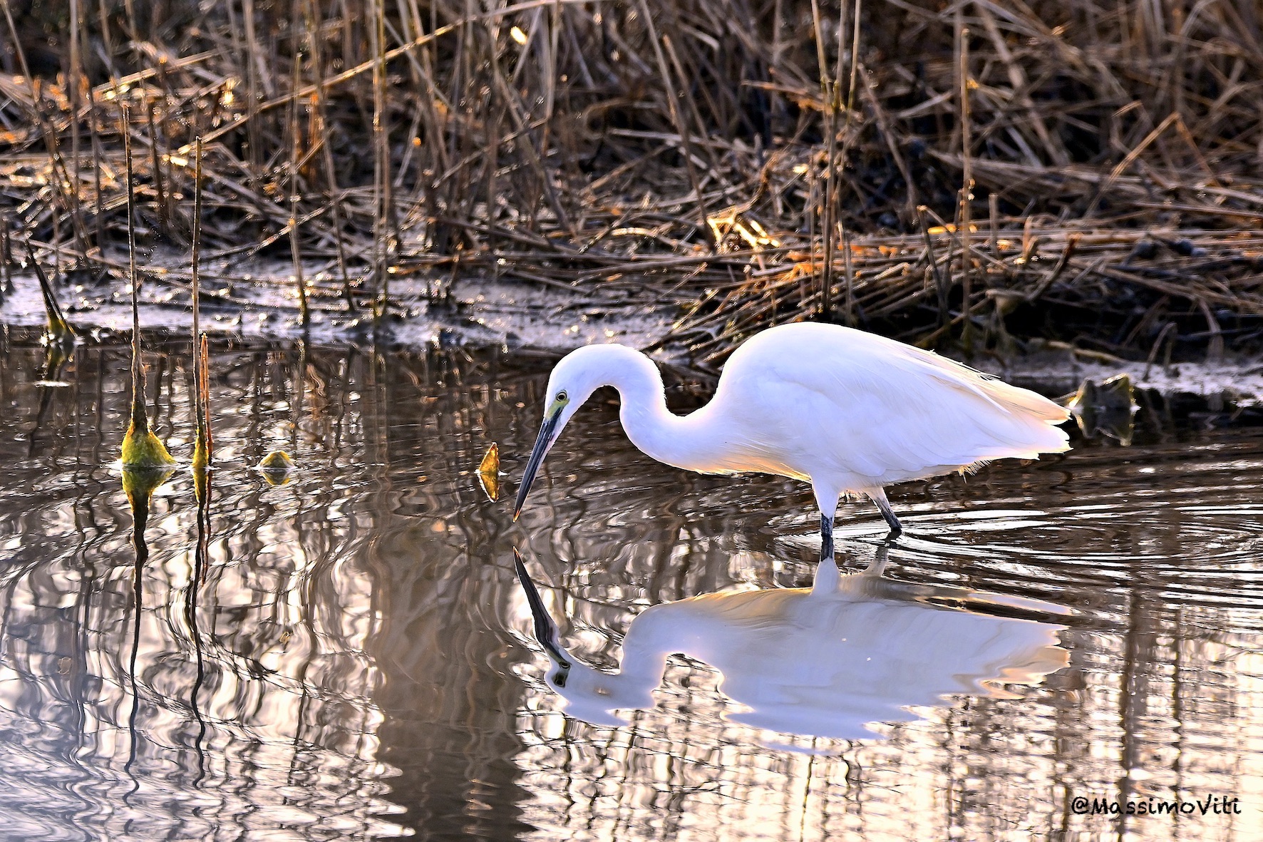 Reflected egrets, at the first light of dawn  ...