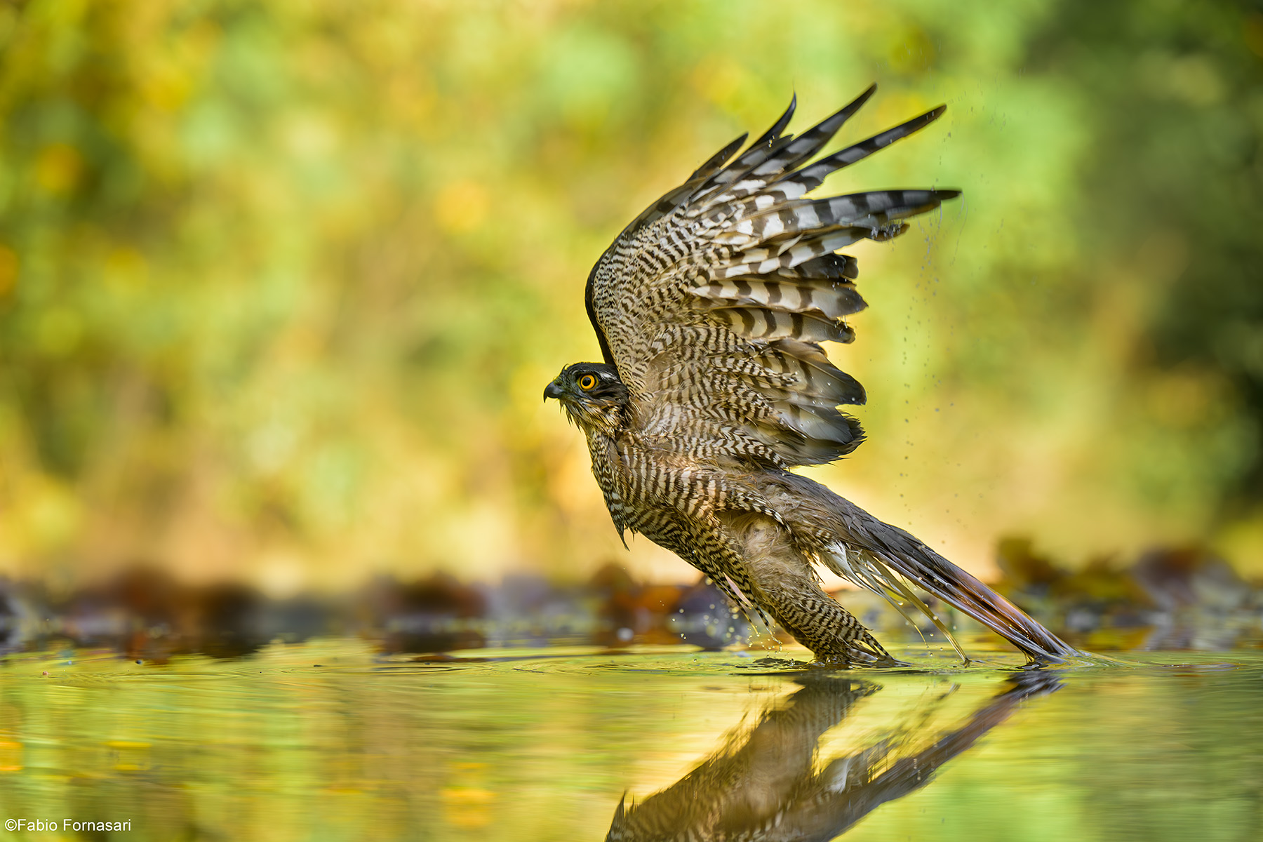 Sparrowhawk, dulta female...