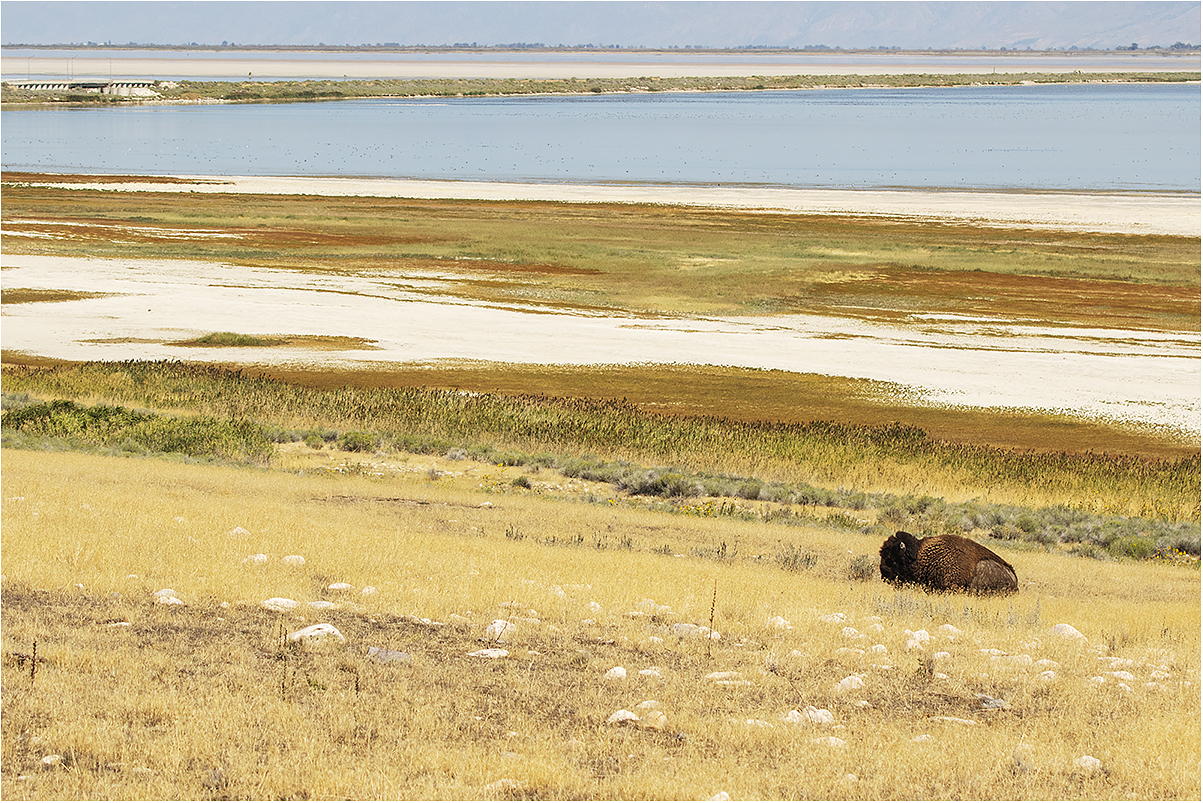 Solitary bison at Antelope Island State Park...