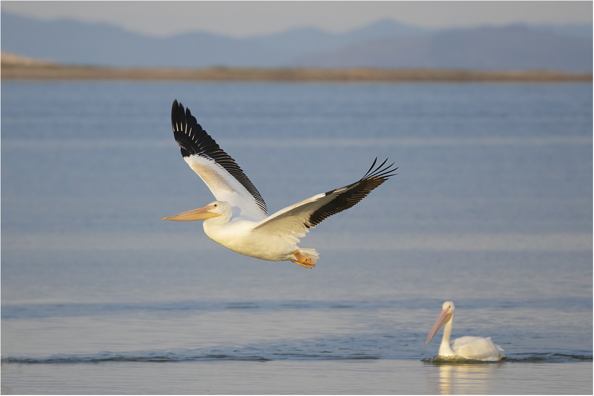 Pelicans at Antelope Island State Park...