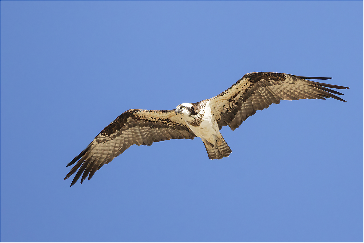 Osprey in flight over Panguitch Lake...