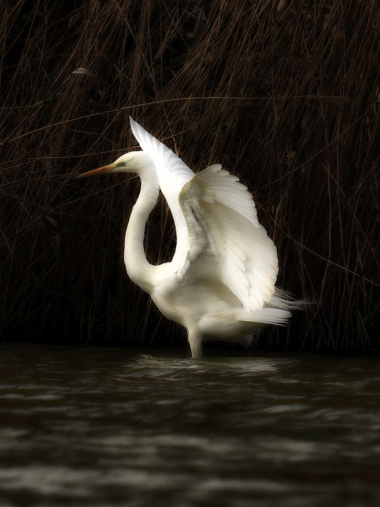 A shot fished out from 2020, White Heron...