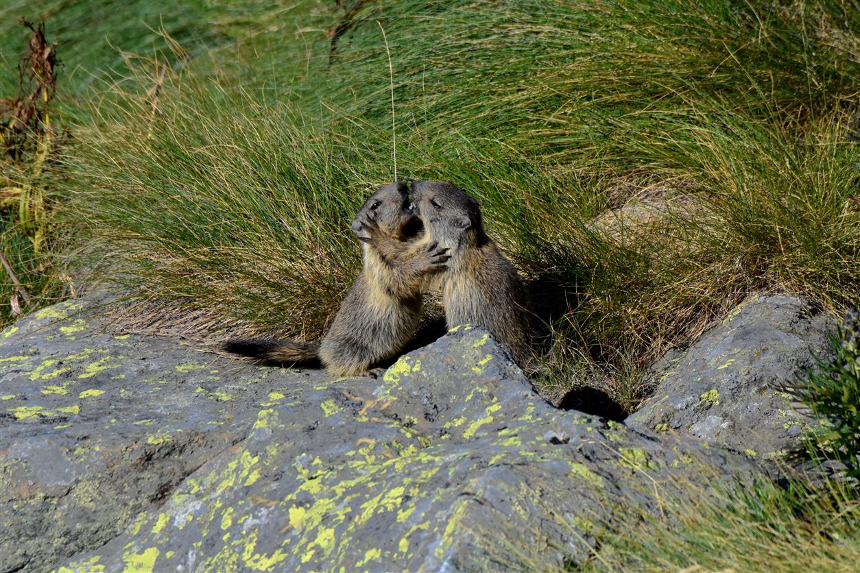 Little marmots playing...