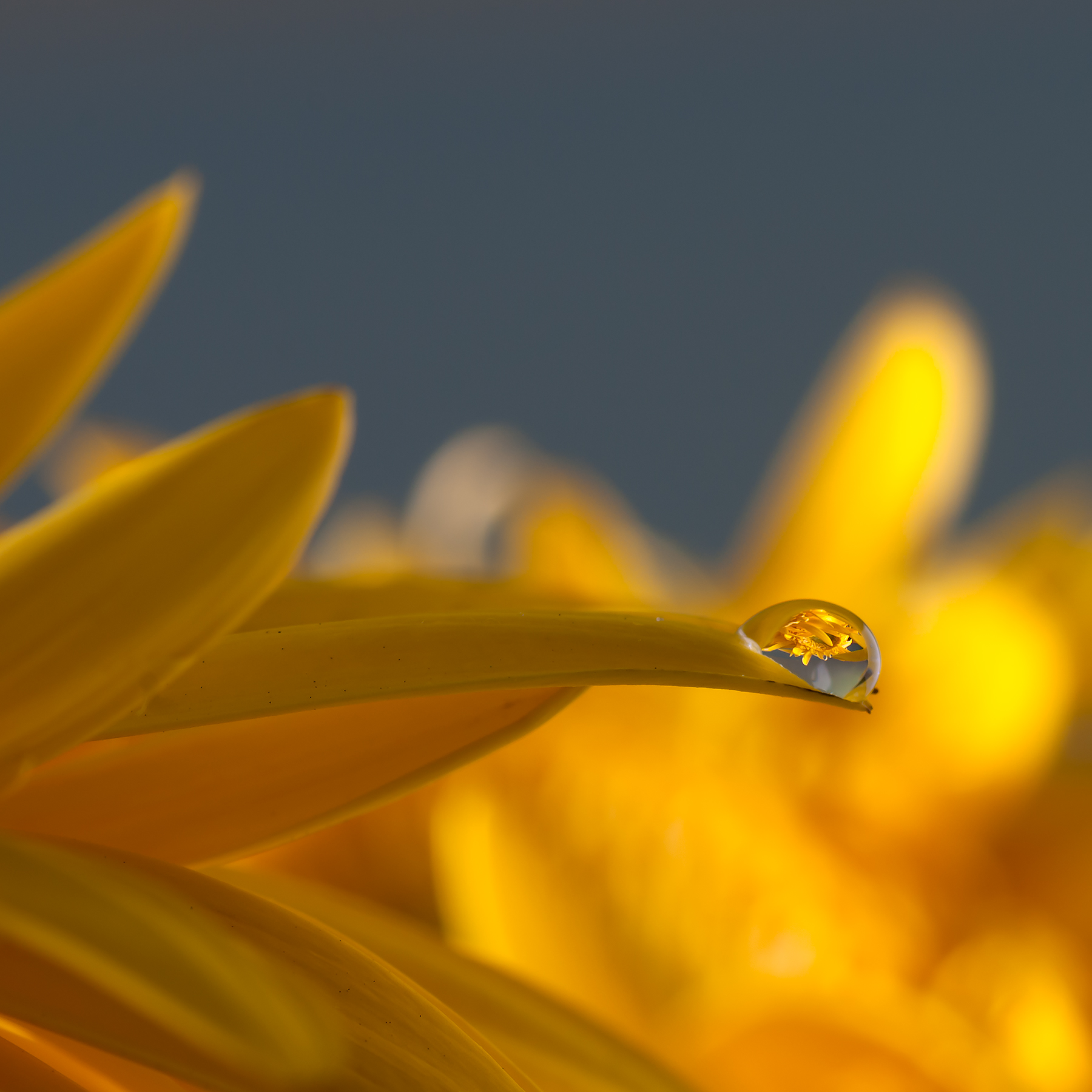 drop...