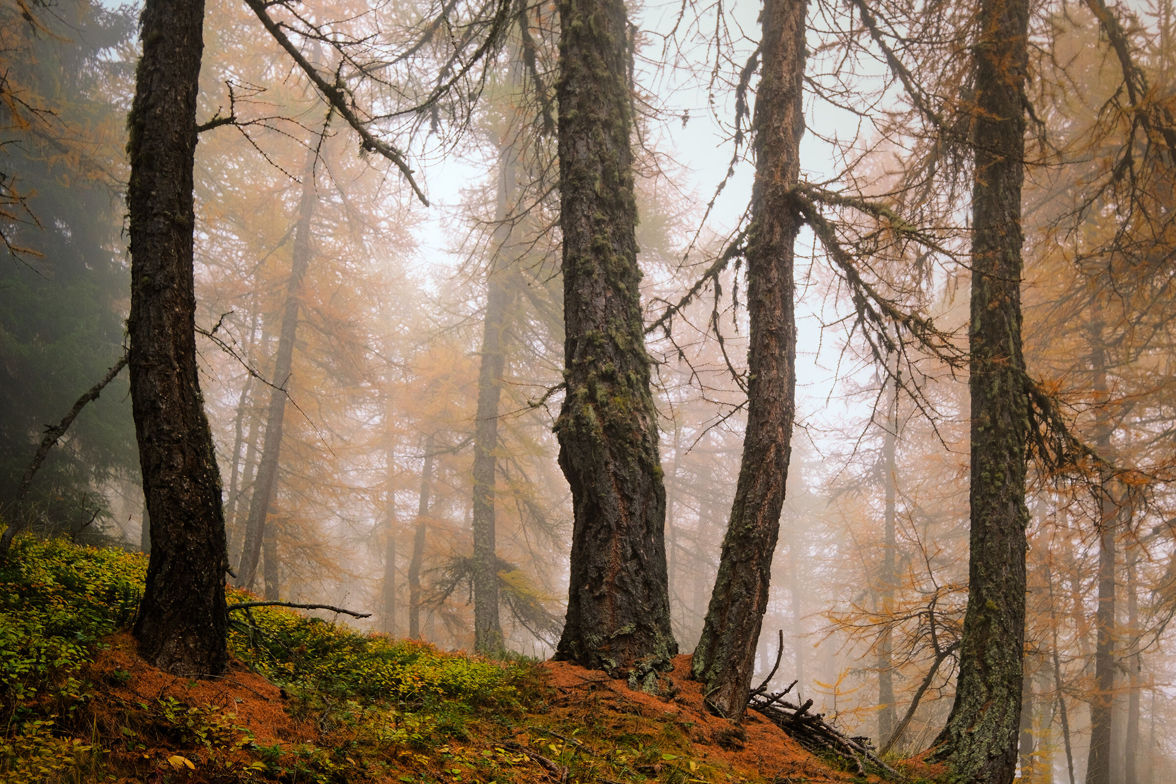 Fog among the larches...