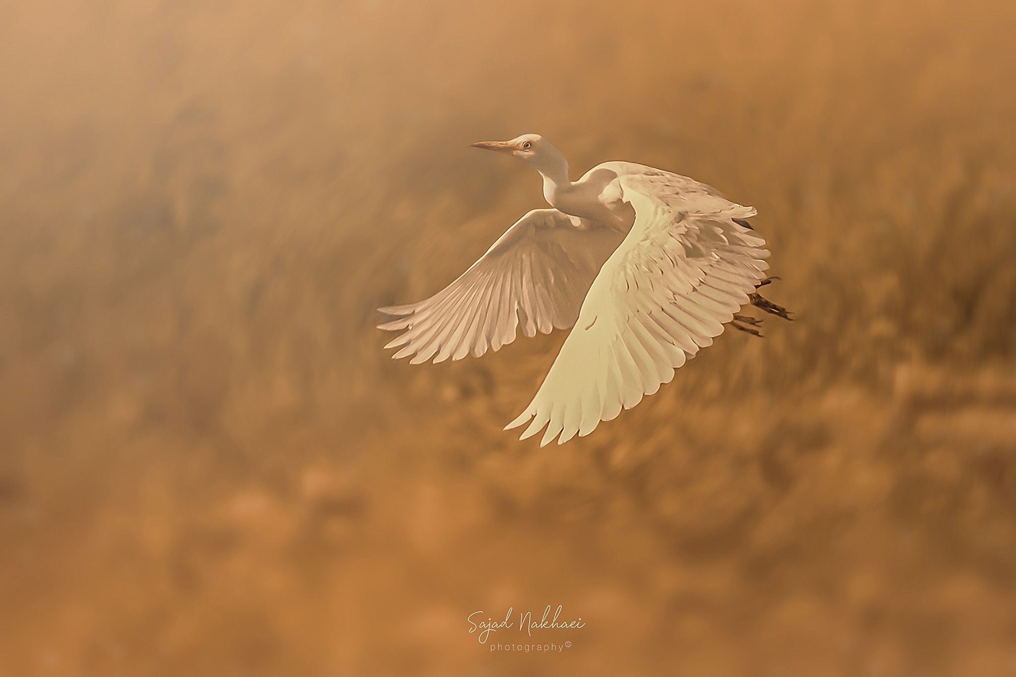 Bubulcus ibis...