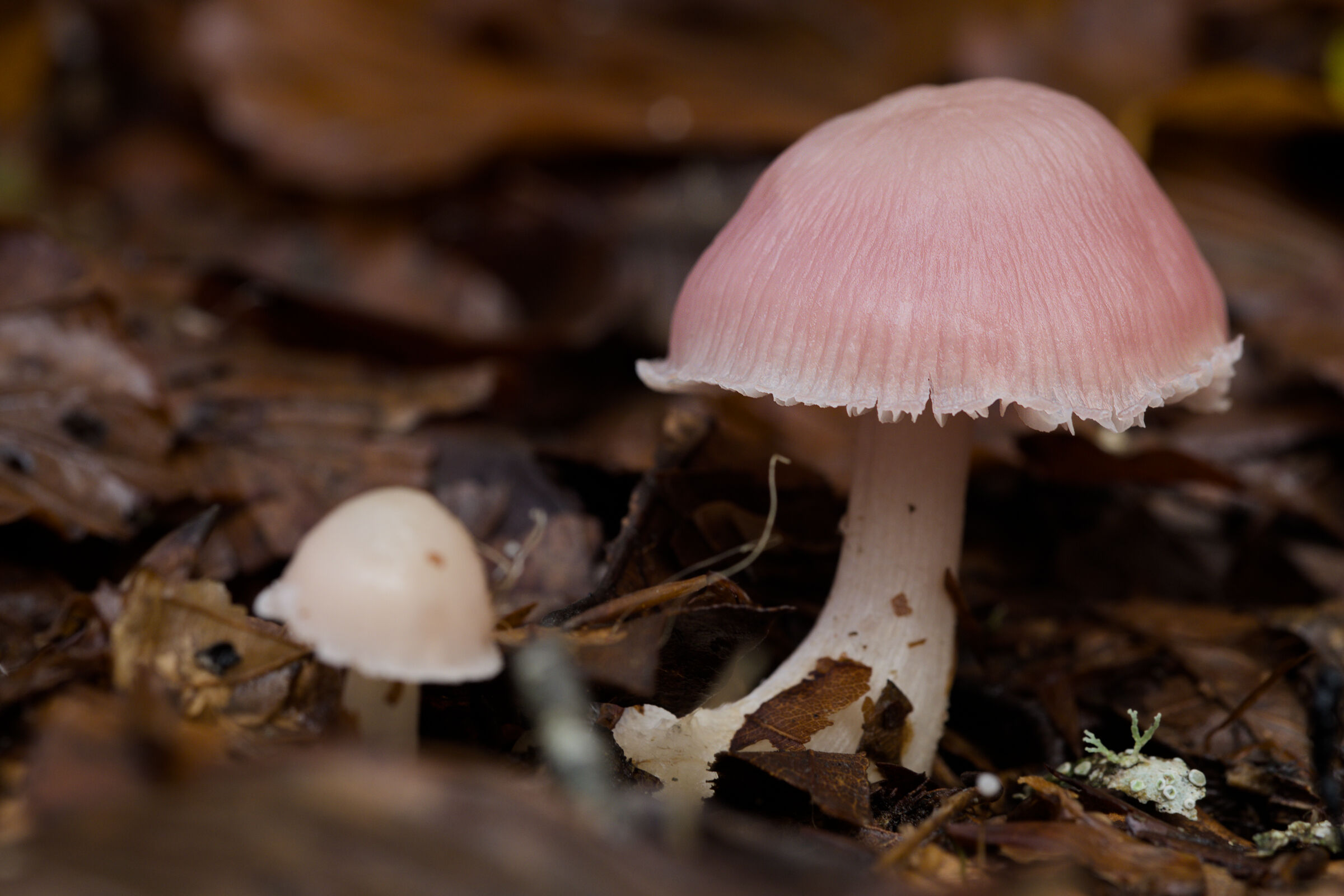 Pink Mushroom...