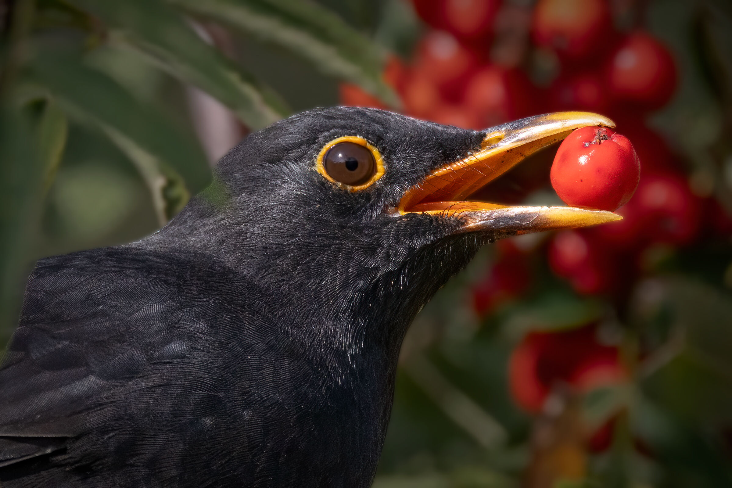 Male blackbird...