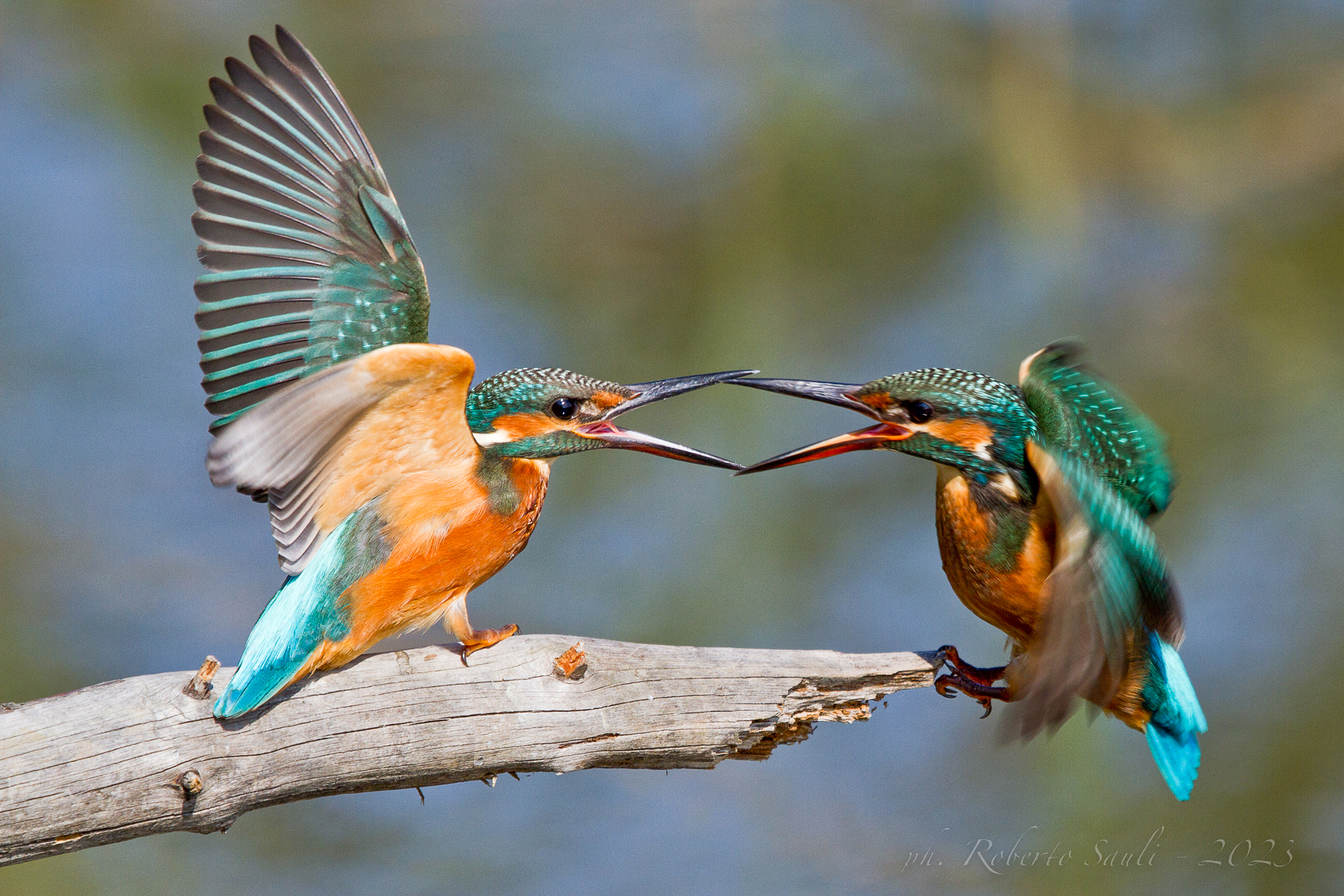 Quarrelsome kingfishers...