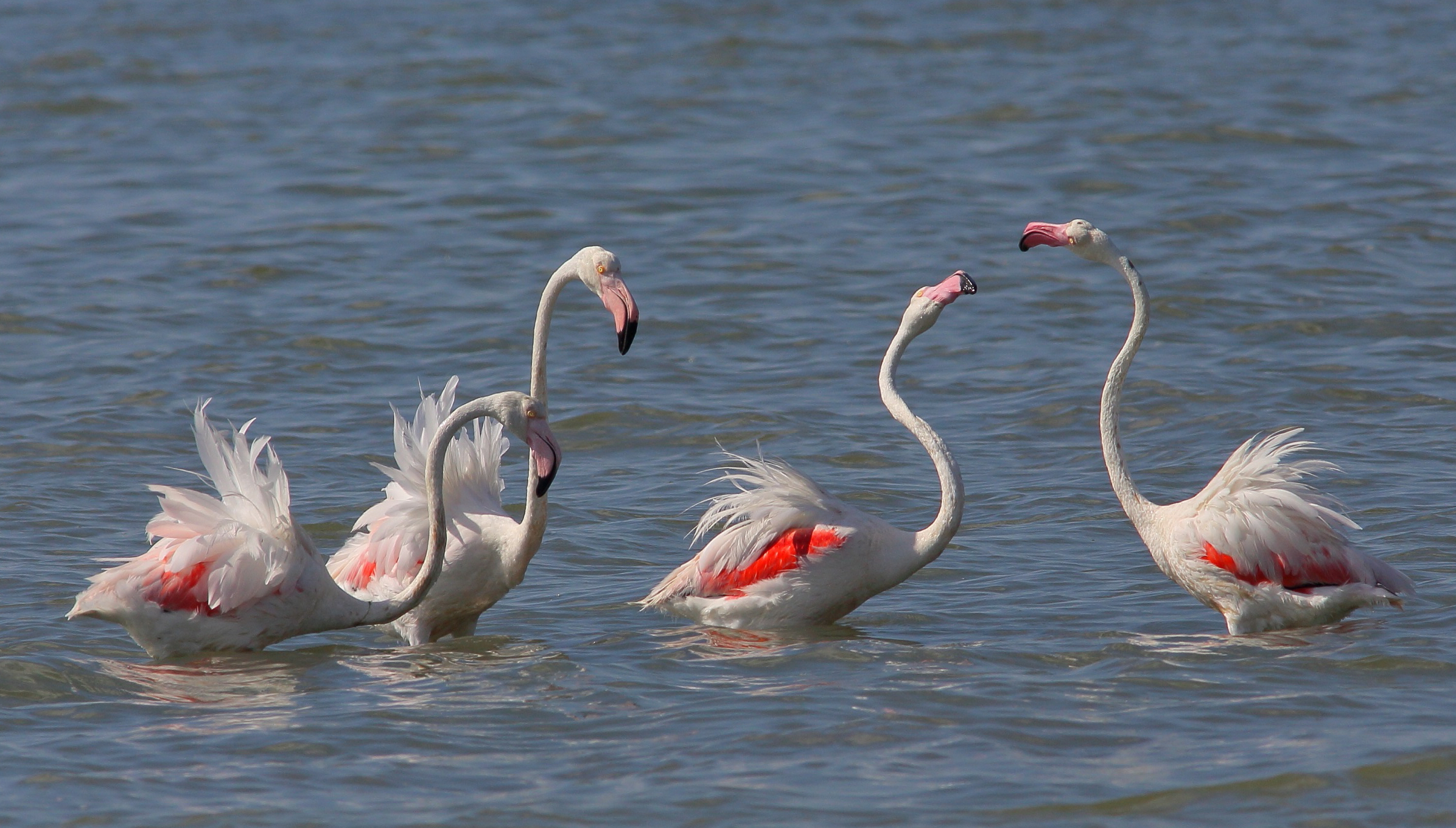 flamingos in Ravenna...