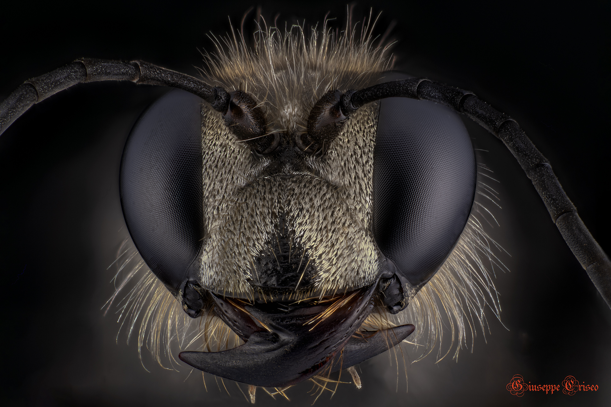 Sphex funerarius, Hymenoptera...