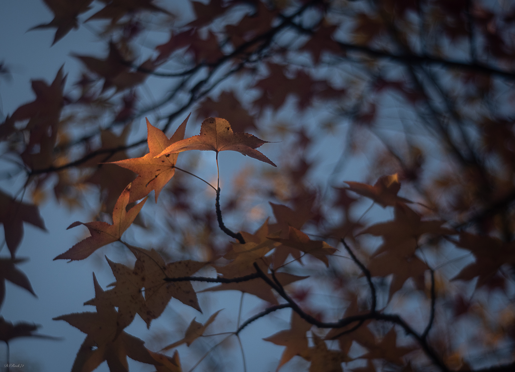 2 passi fra i colori d'autunno (l'ultima luce)...