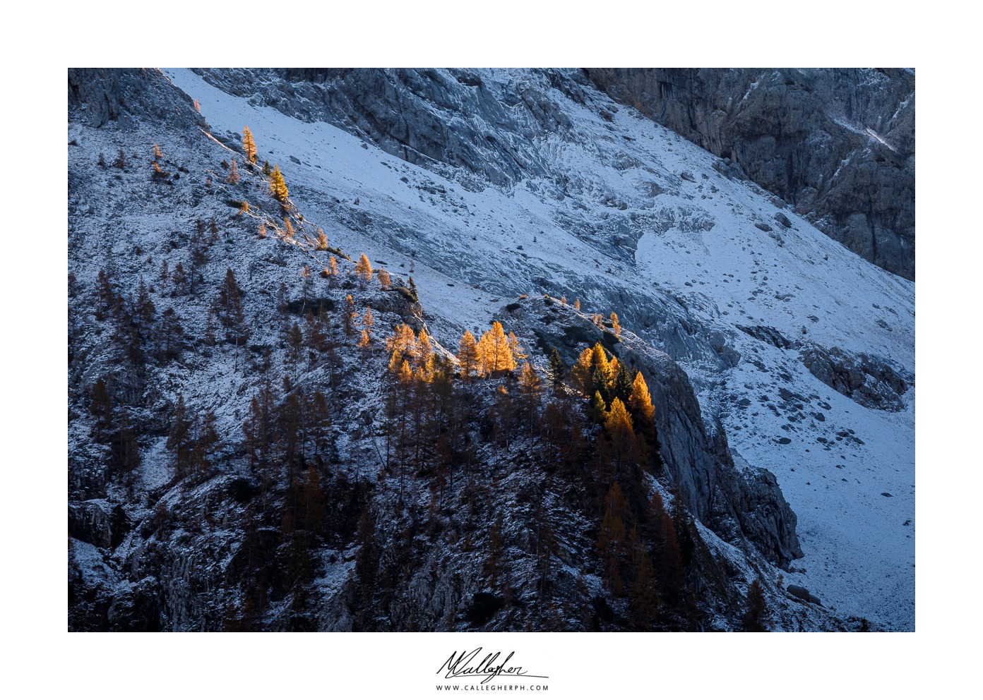 Light on the larches...