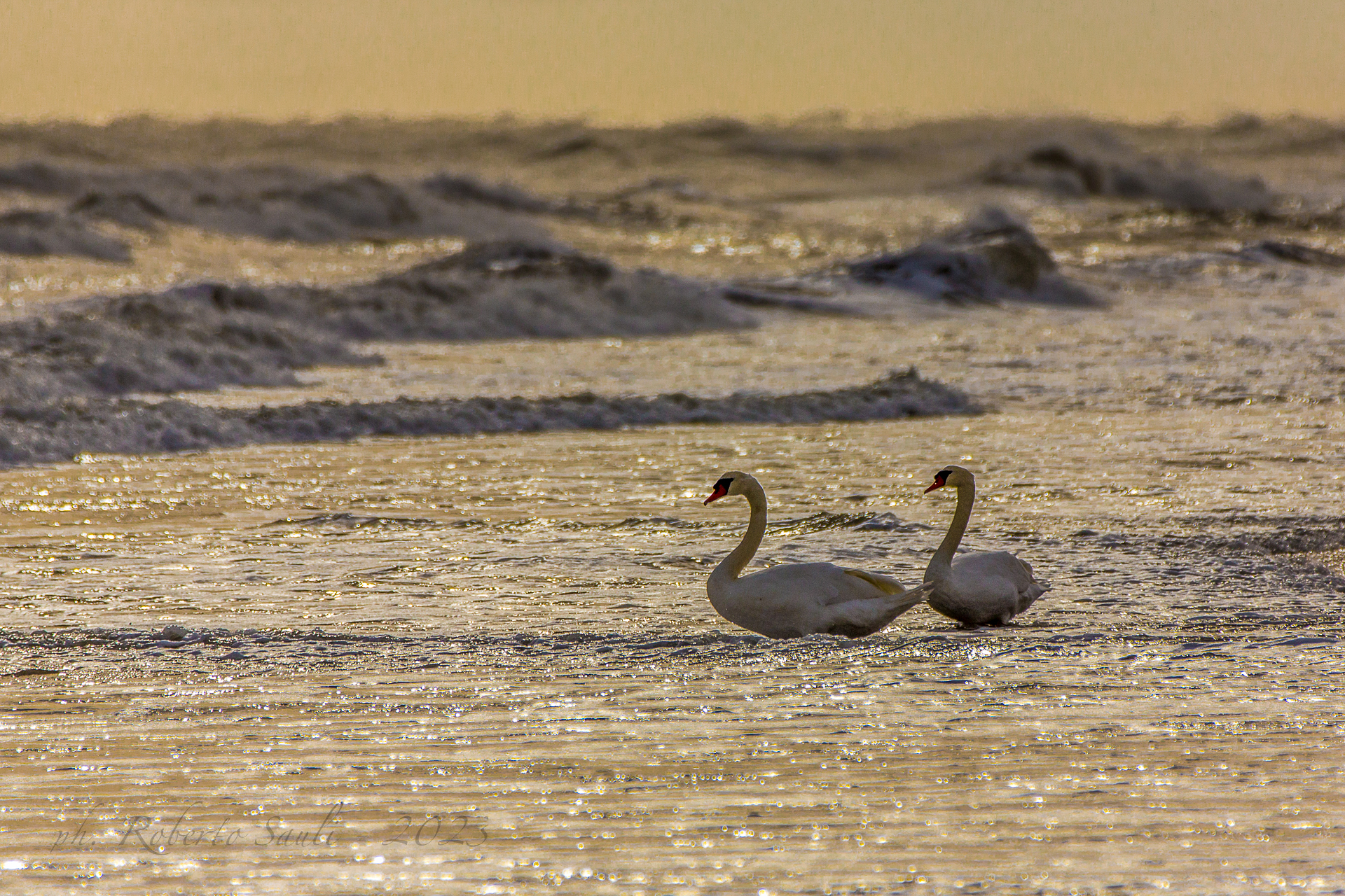Cygnus olor, Royal Swan... bathing...