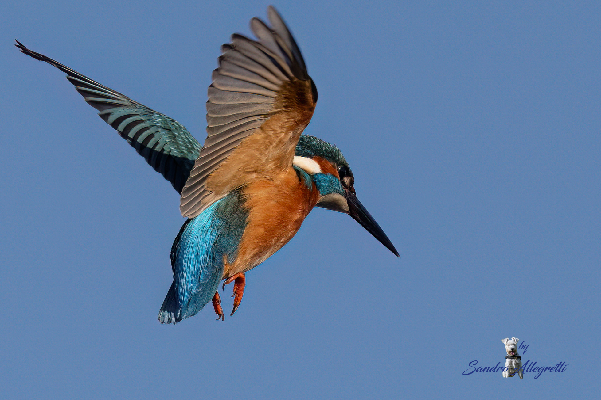 The common kingfisher (Alcedo atthis)...