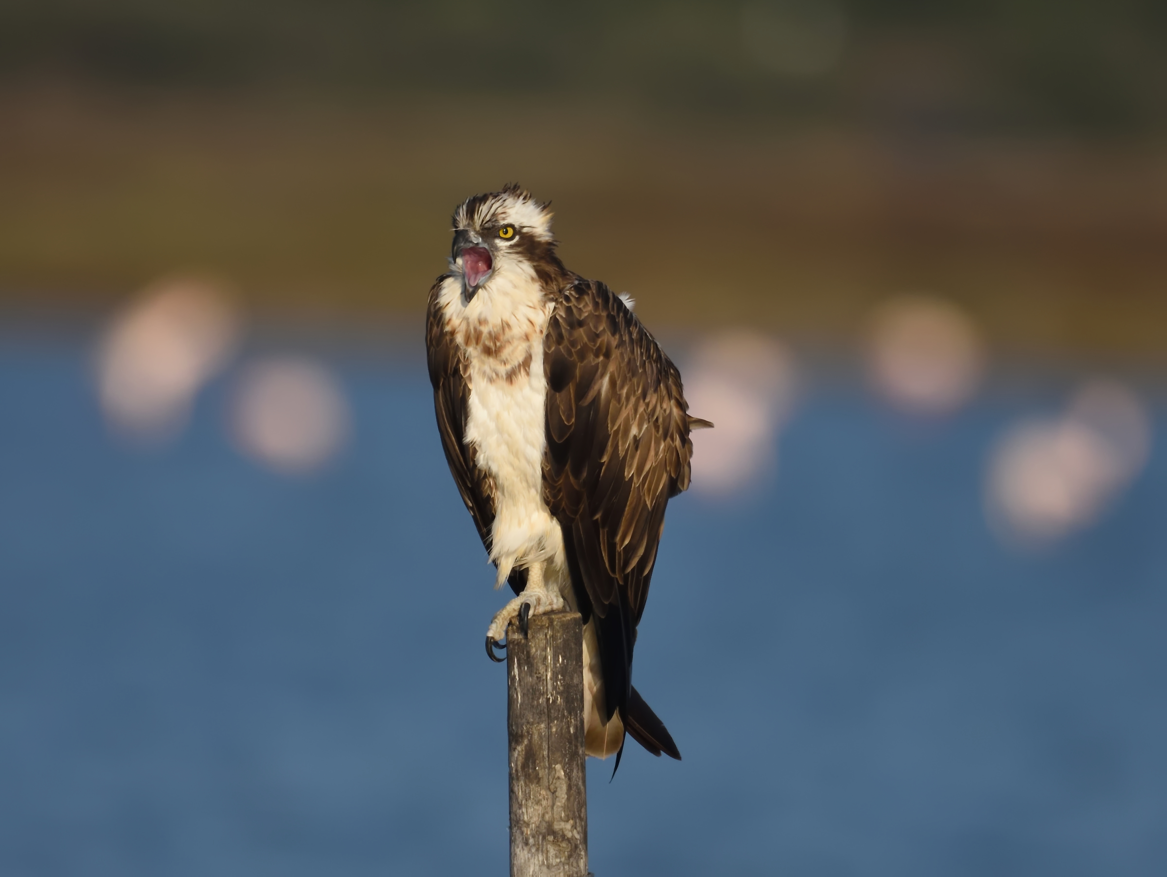 The "song" of the osprey...
