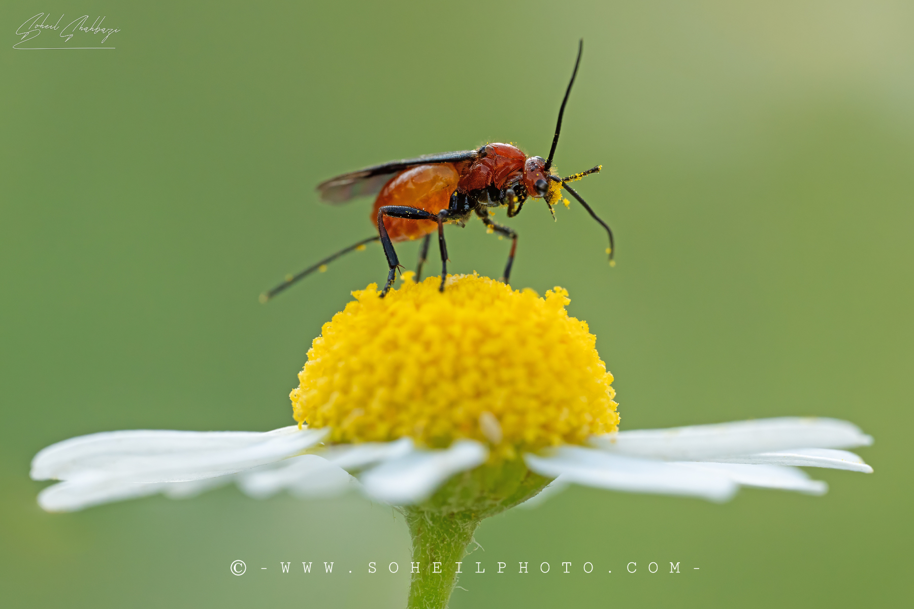 Bracon Wasp...