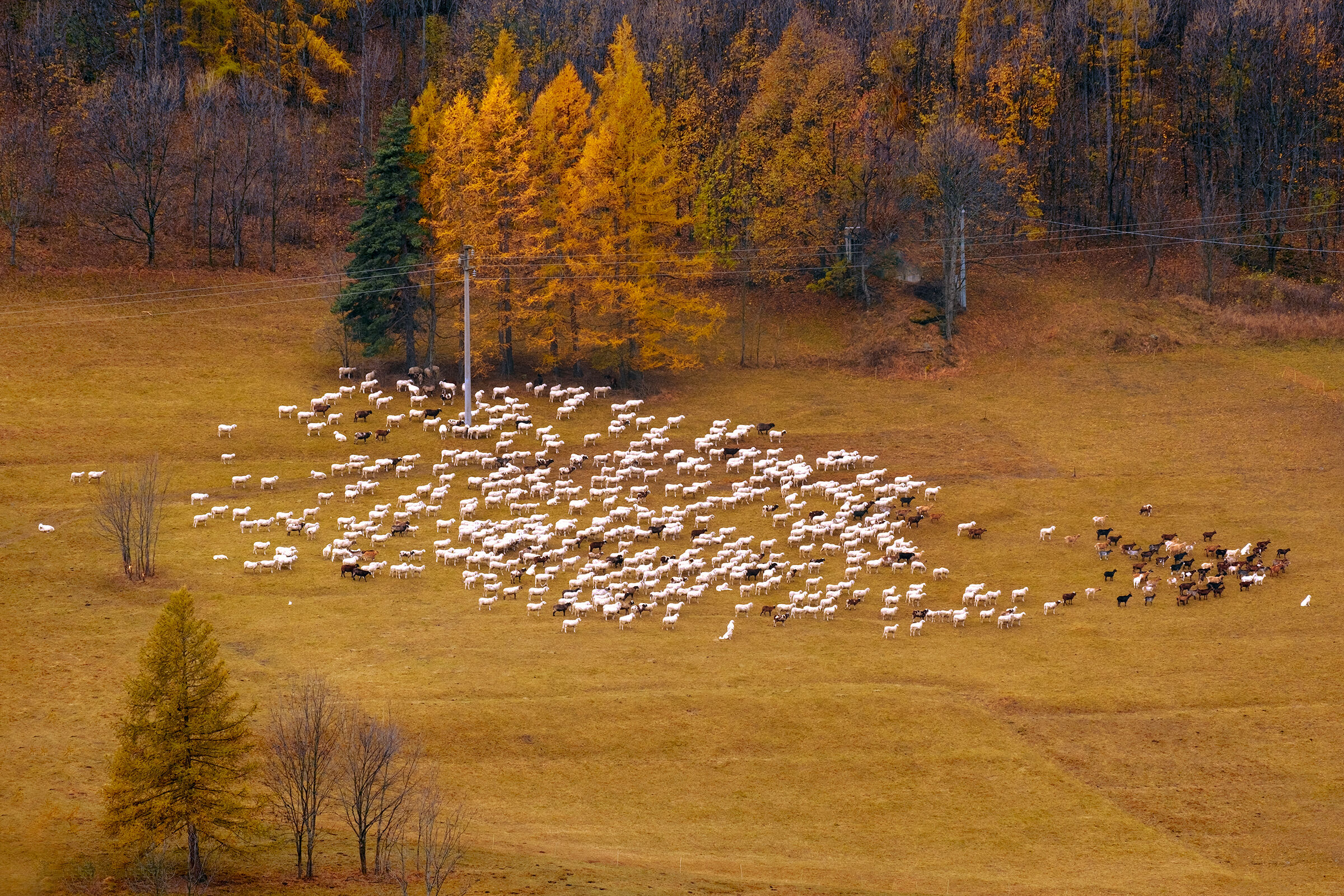 More sheep!...