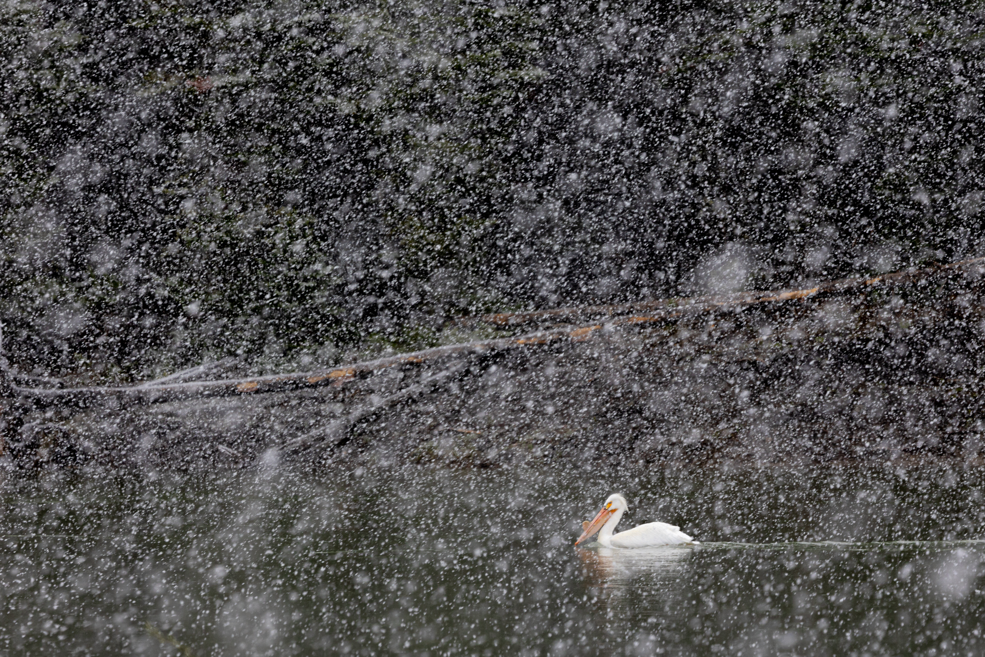 Pelican in the blizzard...