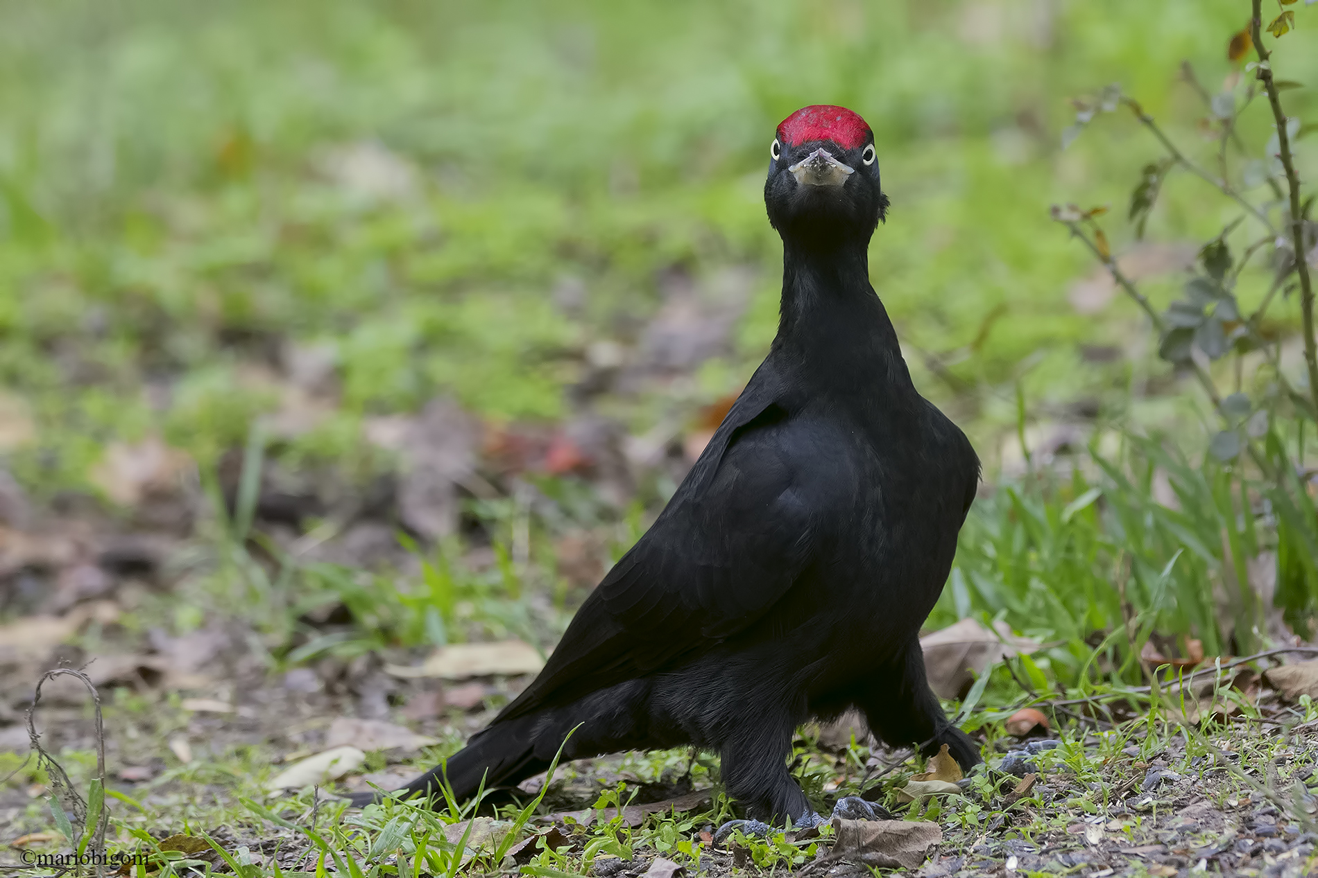 Male Black Woodpecker...