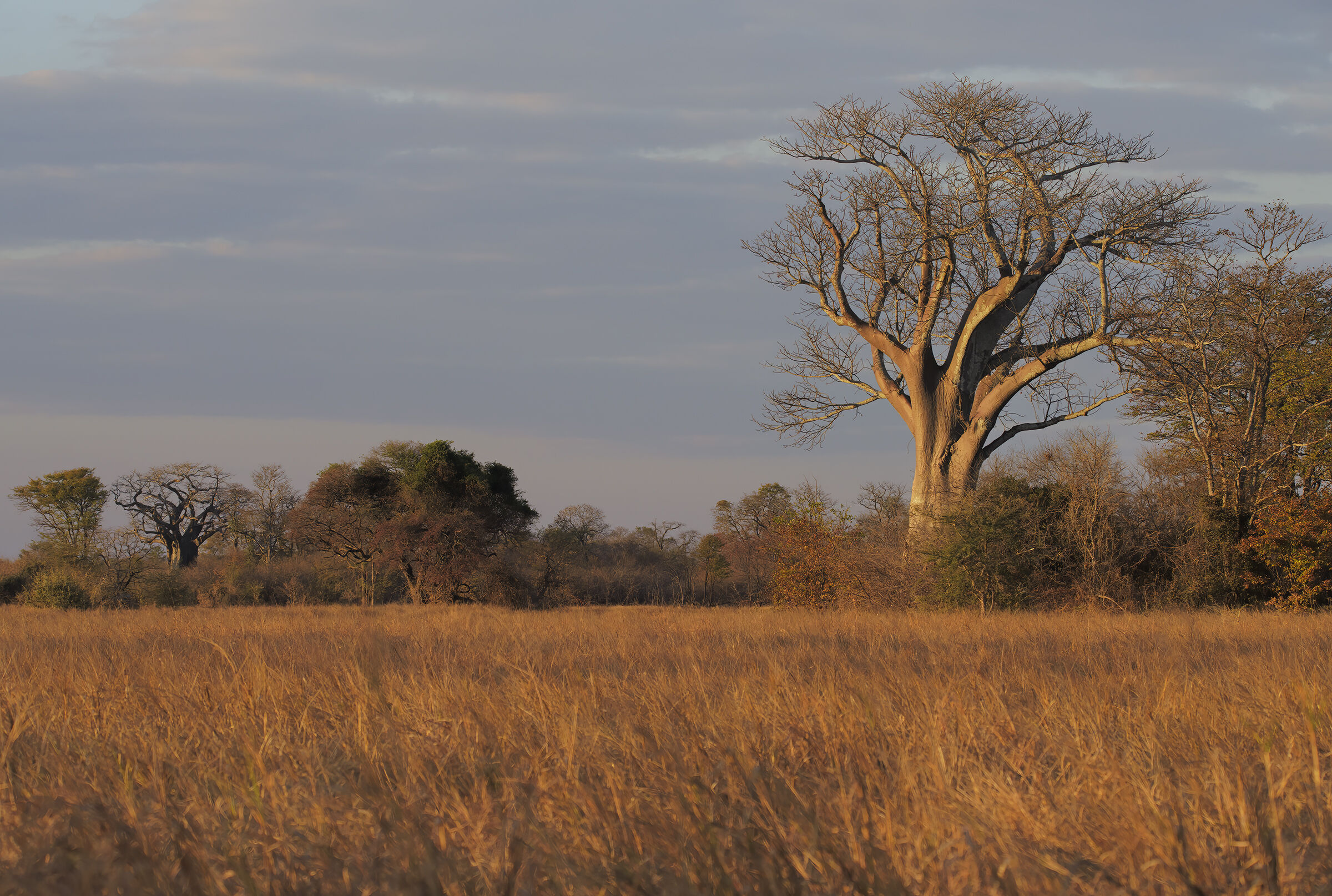 La Sapienza del Baobab...