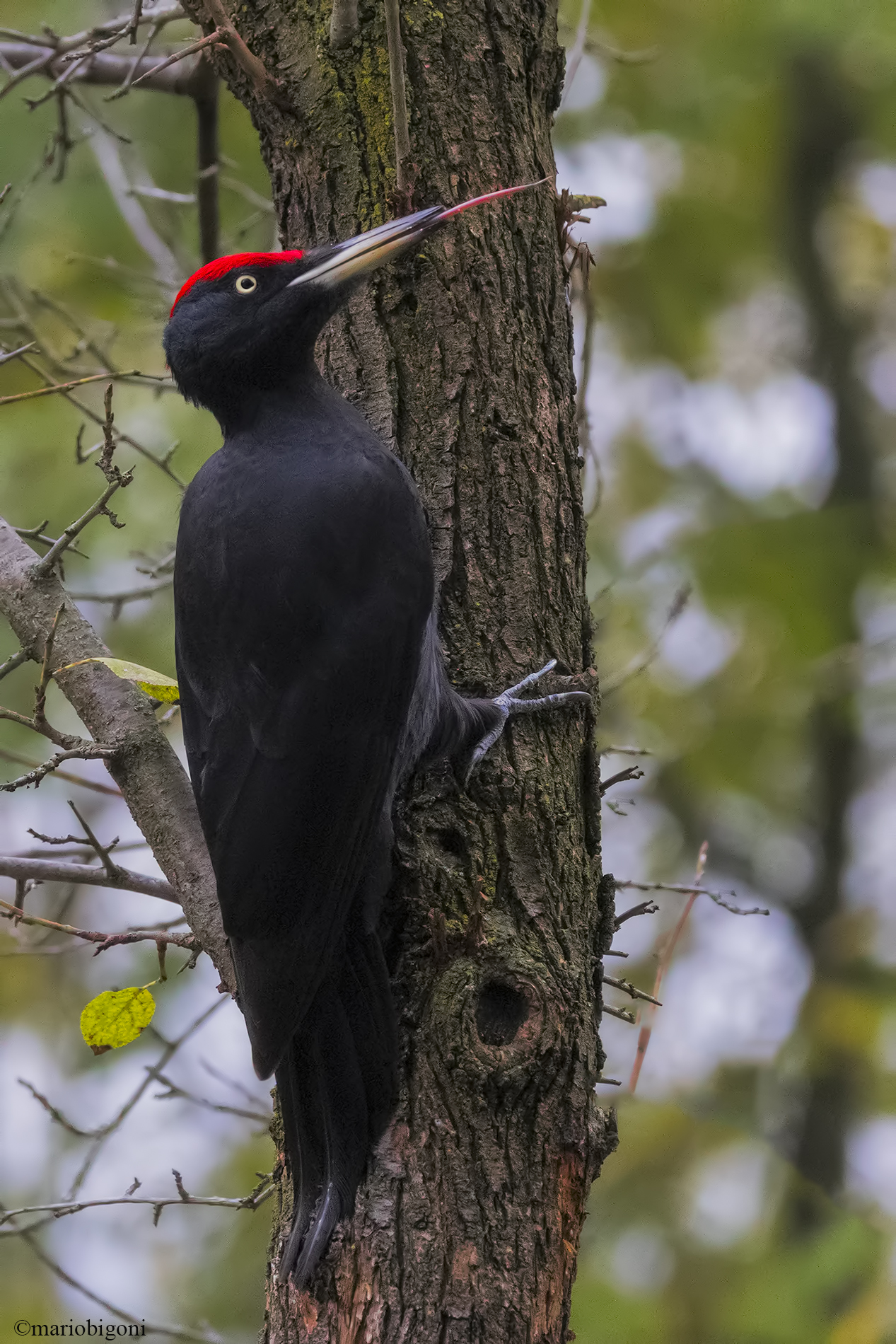 The Tongue of the Black Woodpecker...