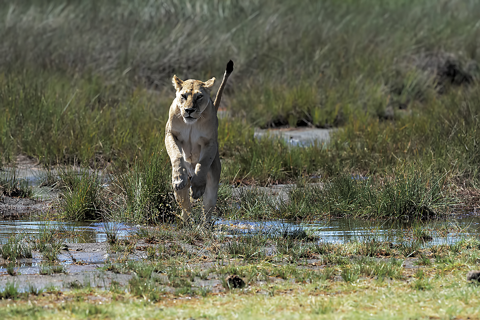 Lioness - Serengeti...
