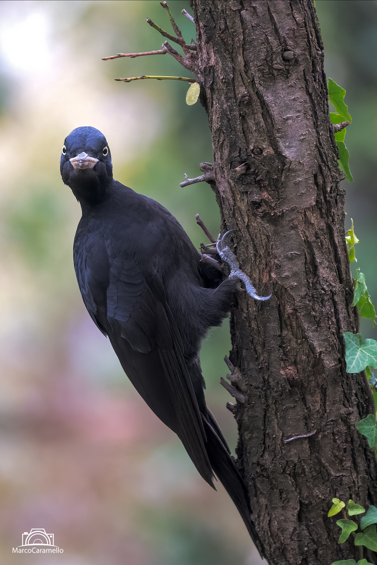 Female Black Woodpecker...