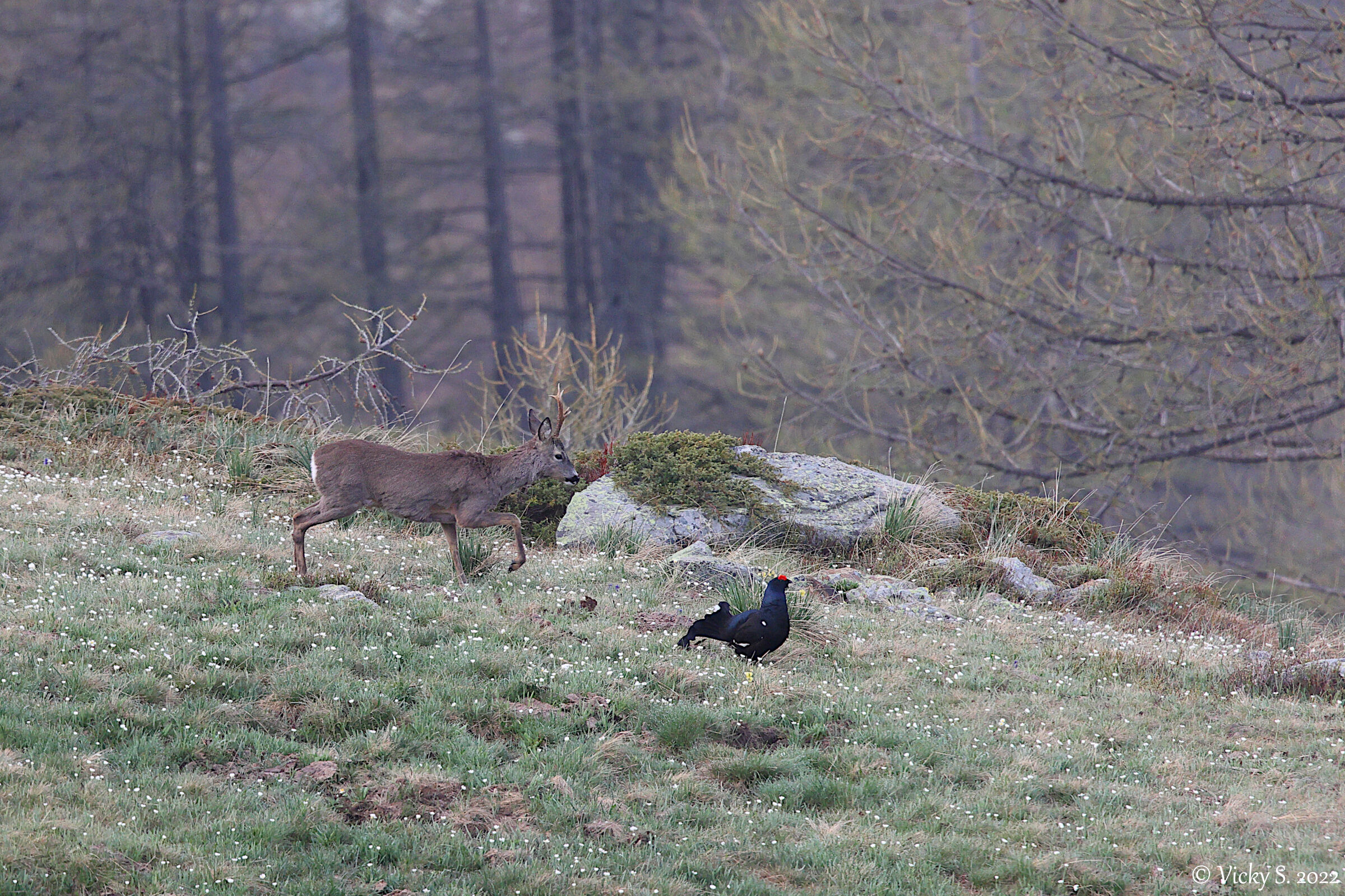 Roe deer and black grouse...