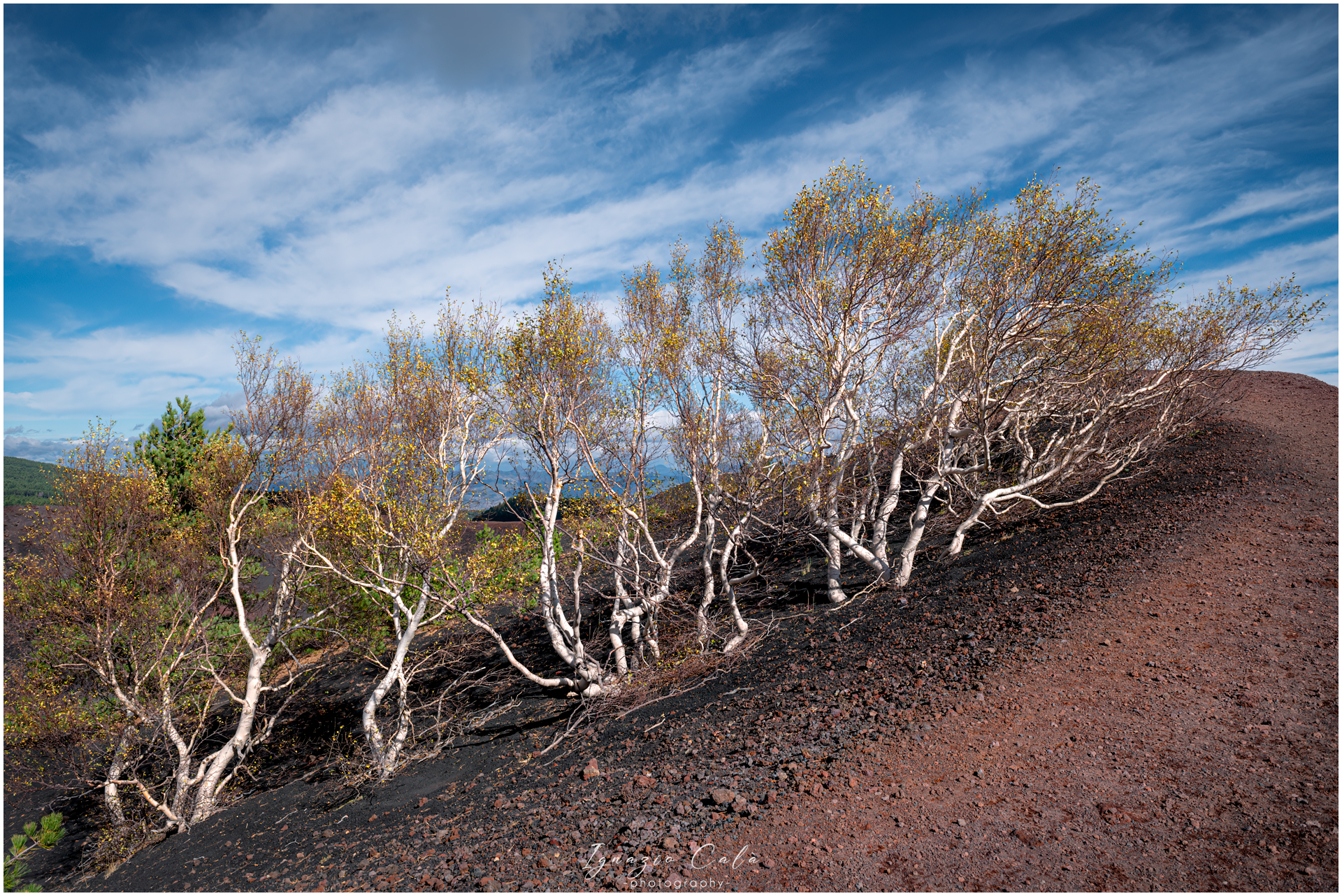 Birches of Etna...