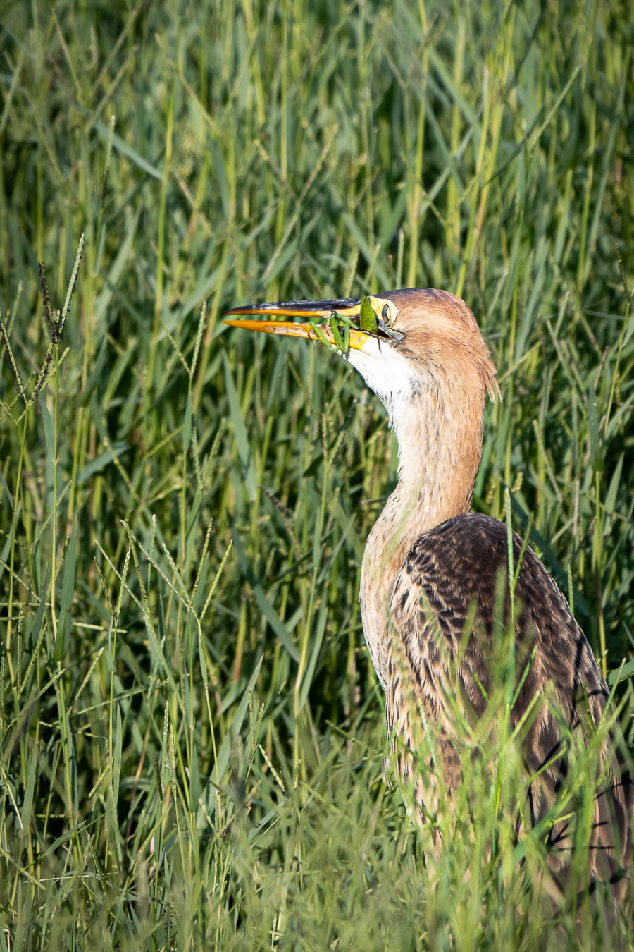 Purple heron for lunch with a mantis...