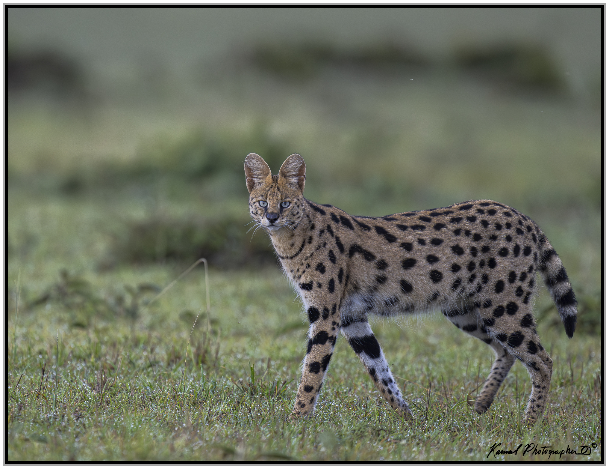 Servalus (Leptailurus serval)...