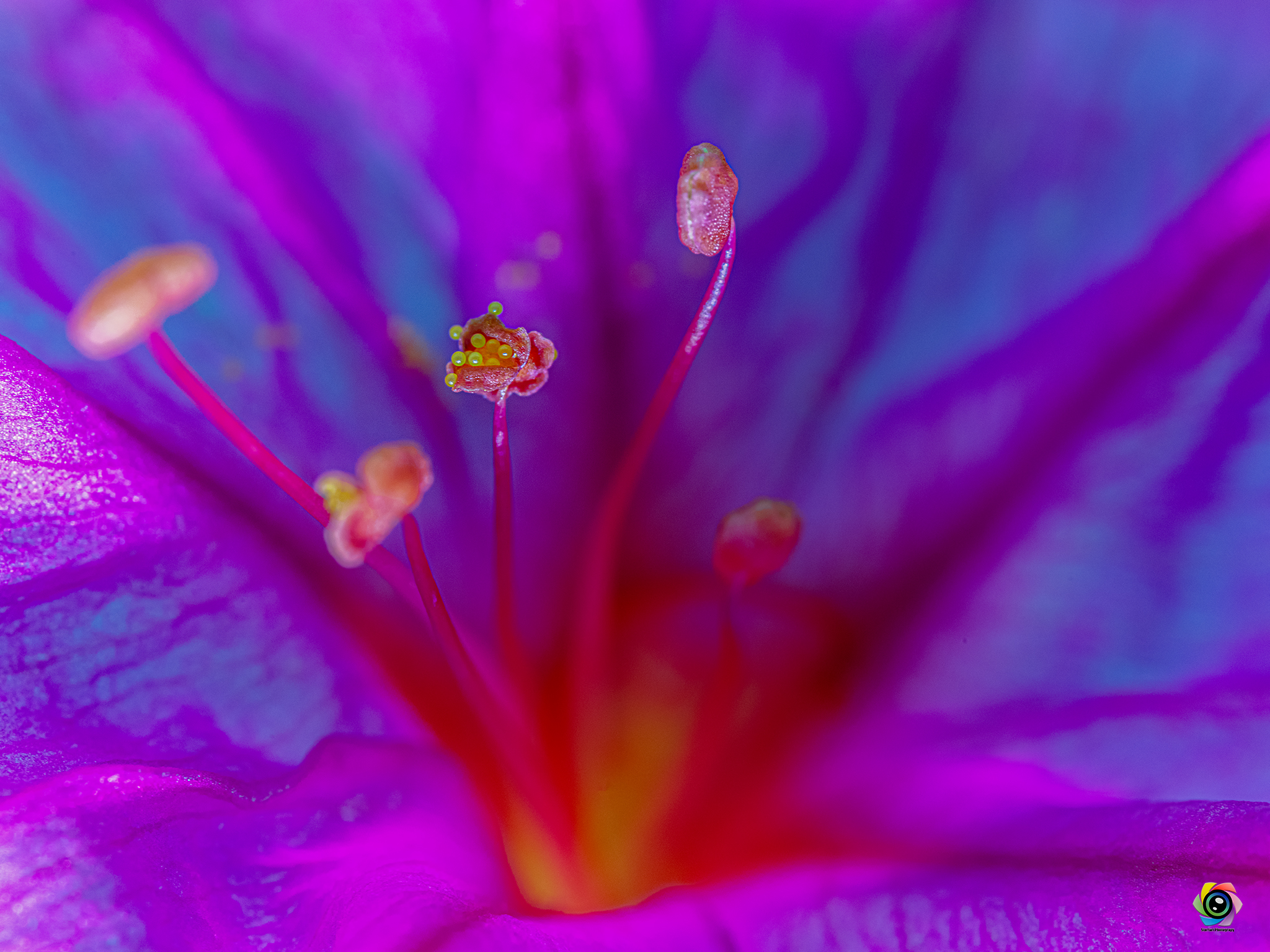 Inside the flower...