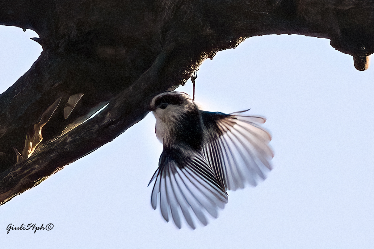 Long-tailed trough 2...