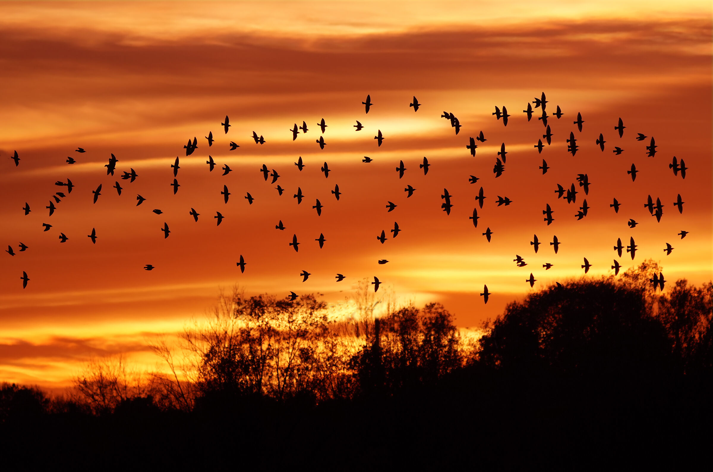 Starlings at sunset...