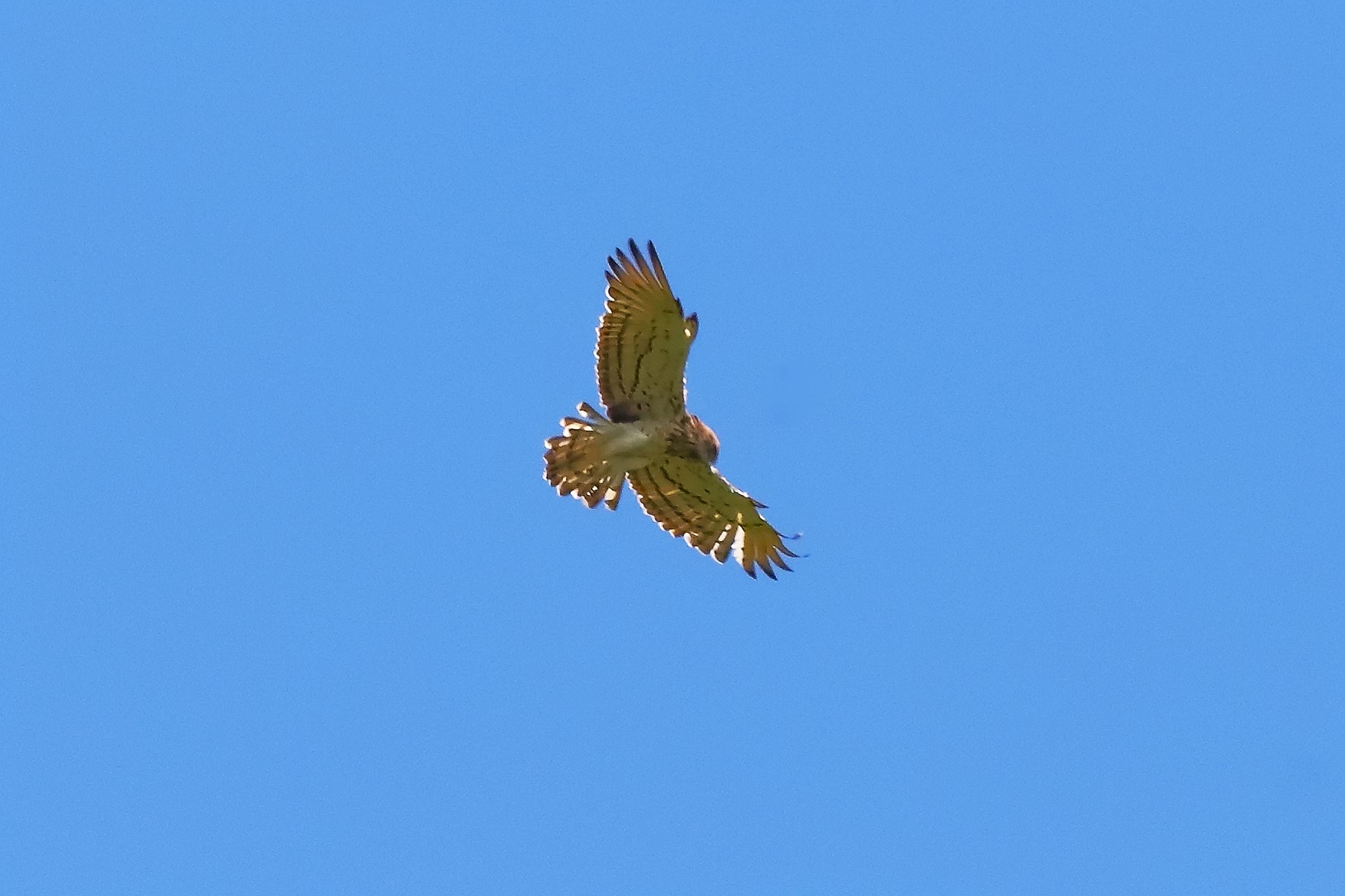 Short-toed Eagle 06-07-2023...