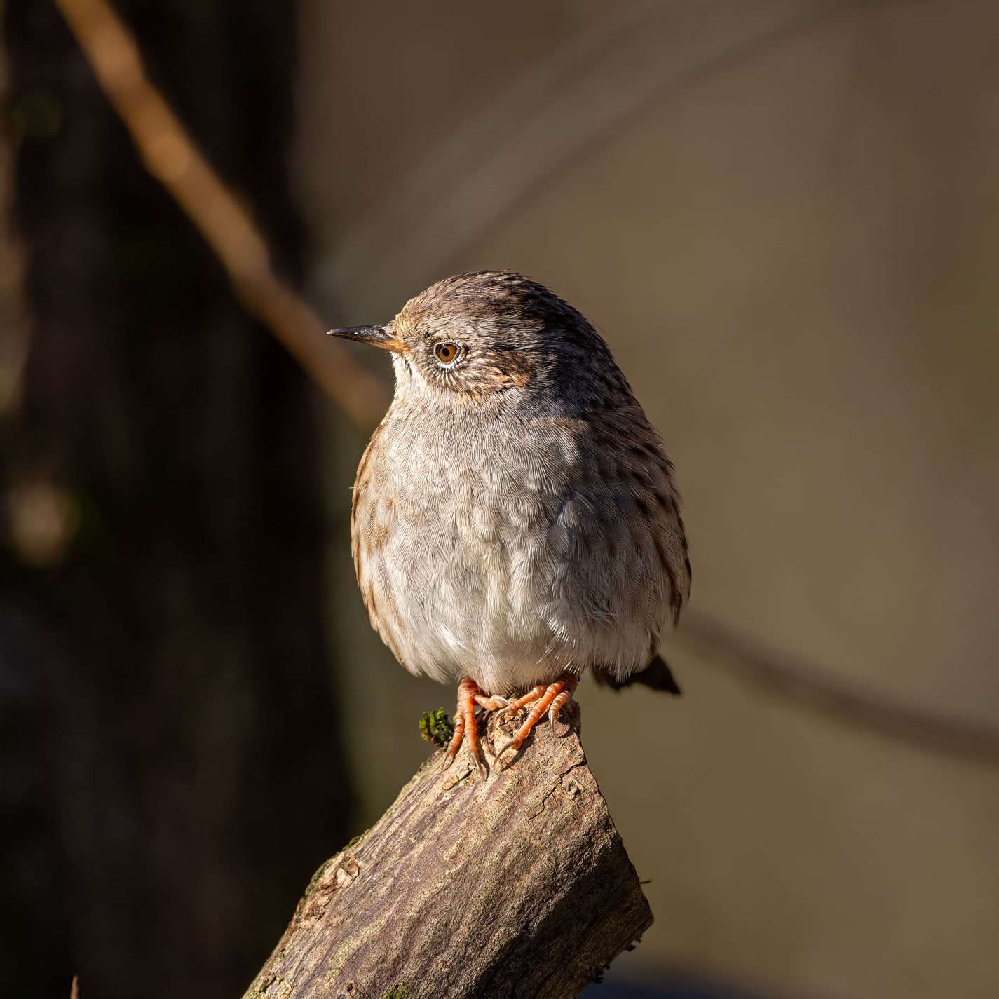 I wanted to be a Dwarf Owl...