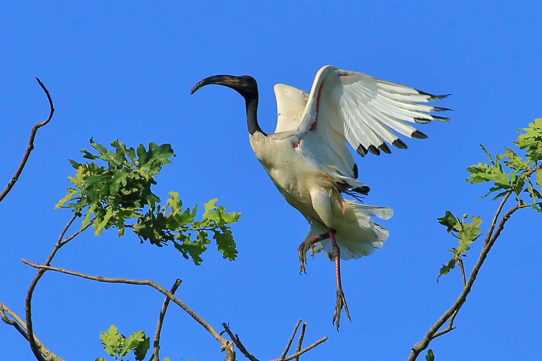 Sacred ibis...