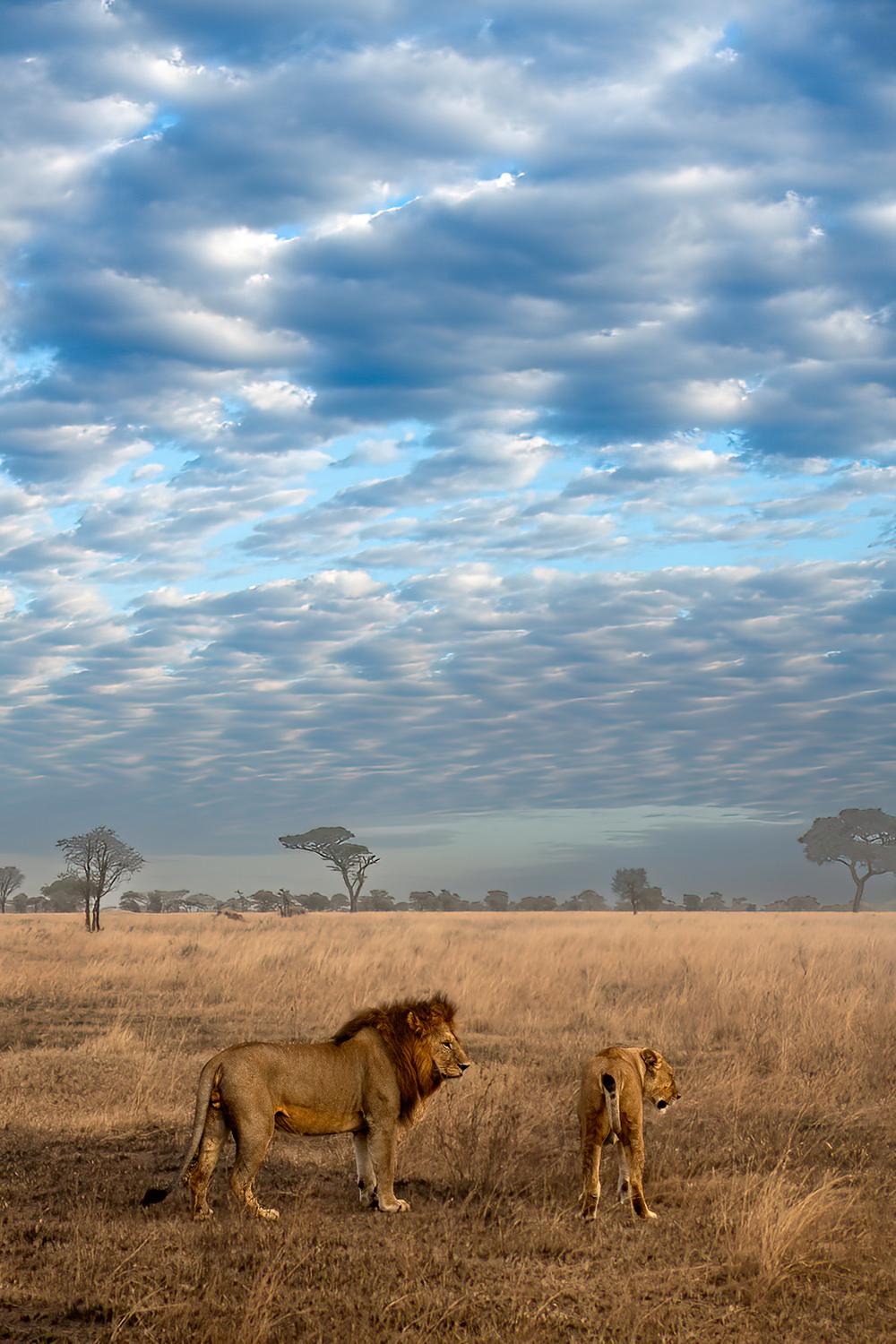 Pair of lions in the savannah...
