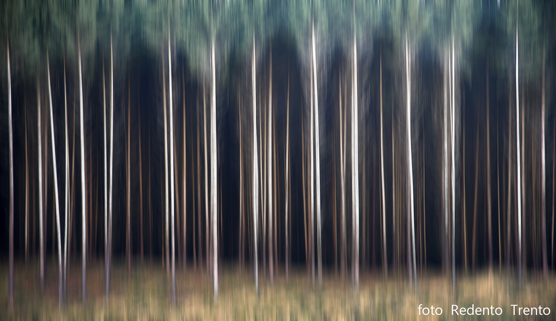 forest...