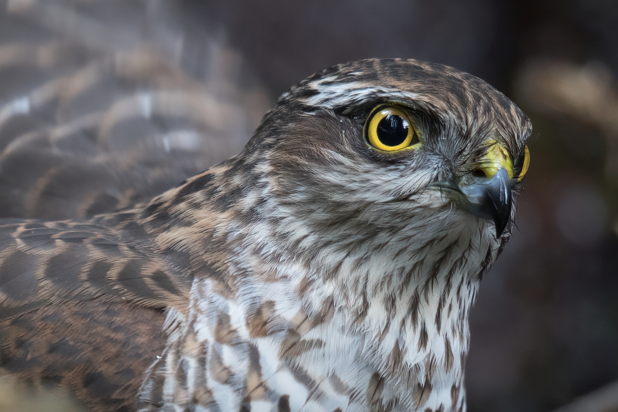 The Hawk's Watchful Eye...