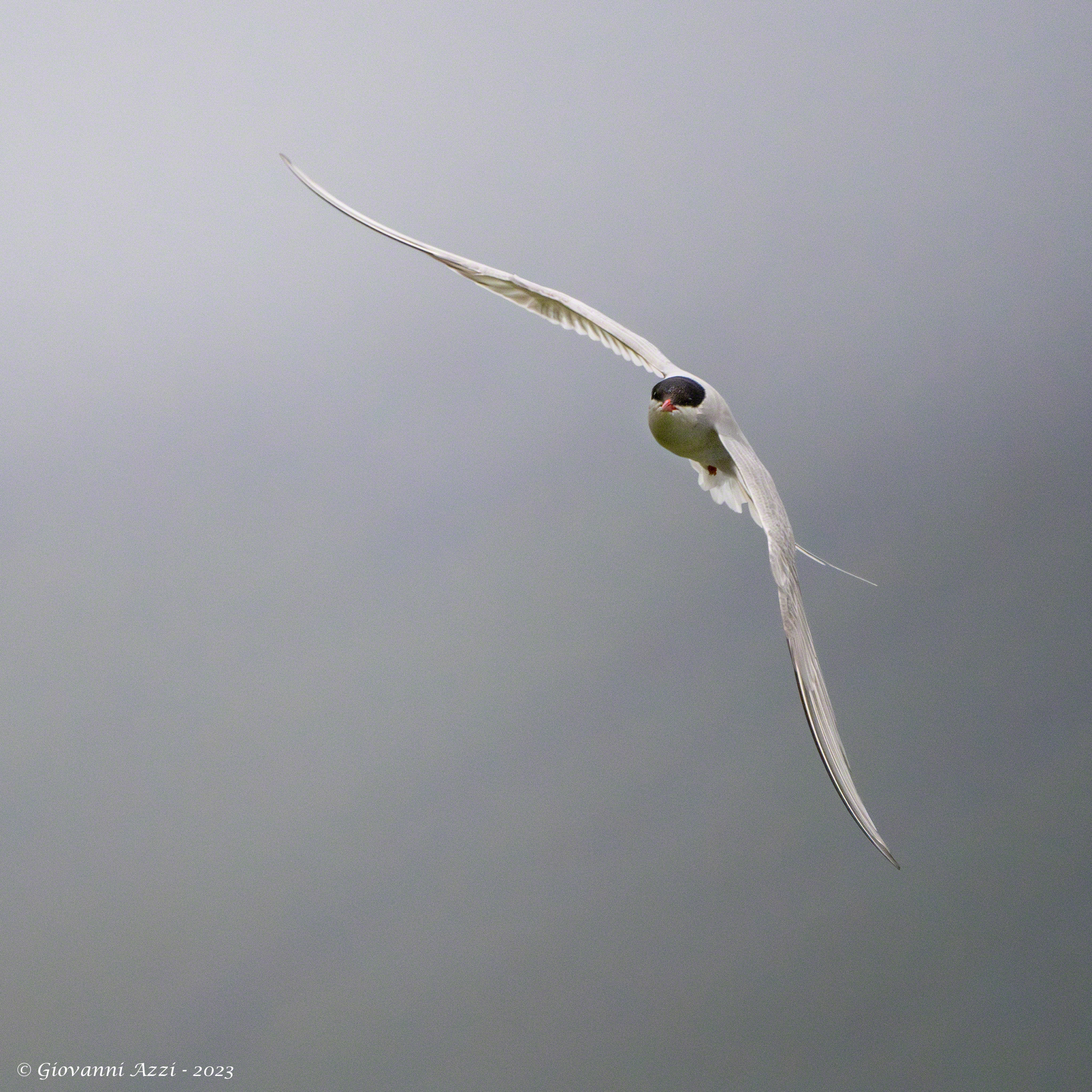 The turn of the Arctic tern...