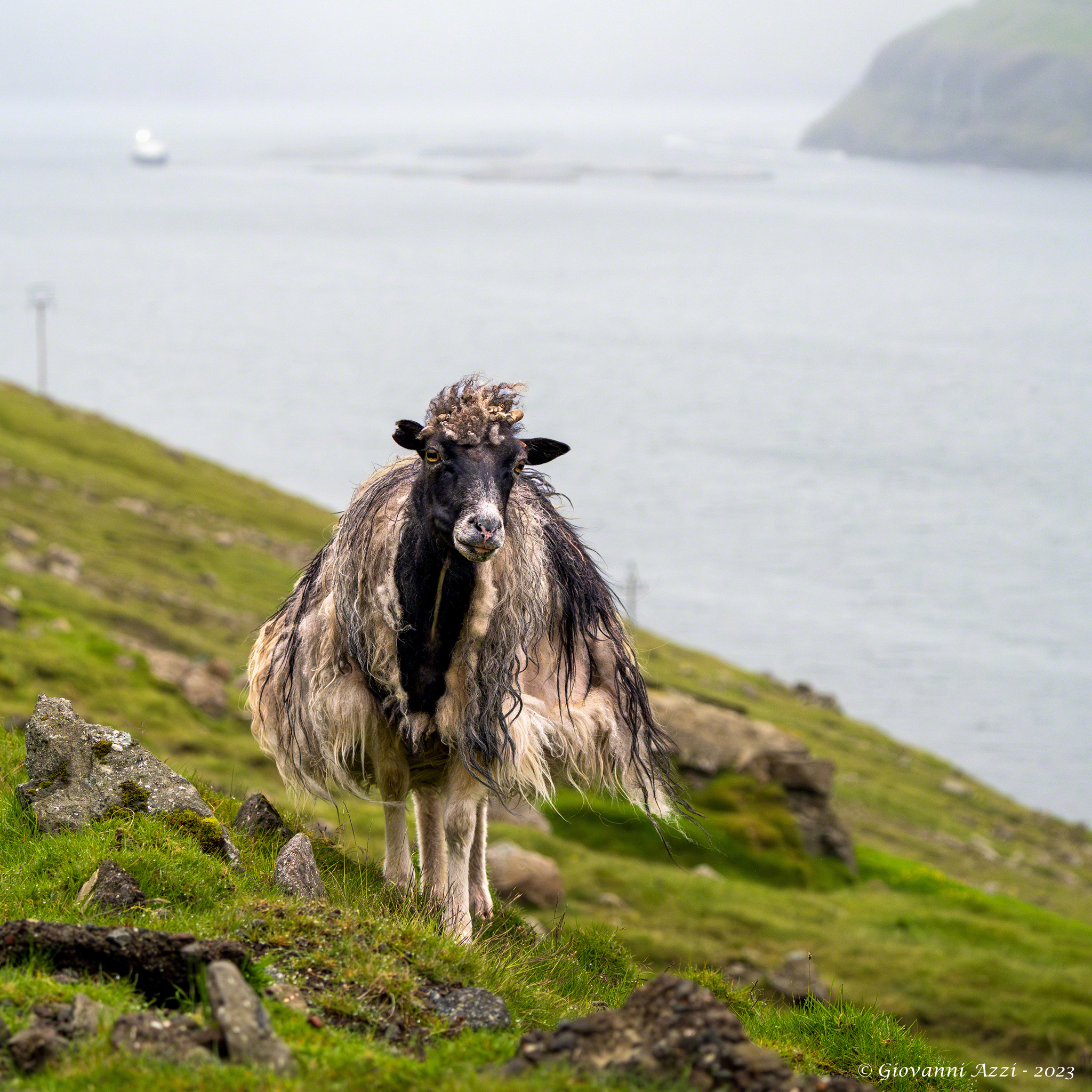Sheep in the Faroese landscape...