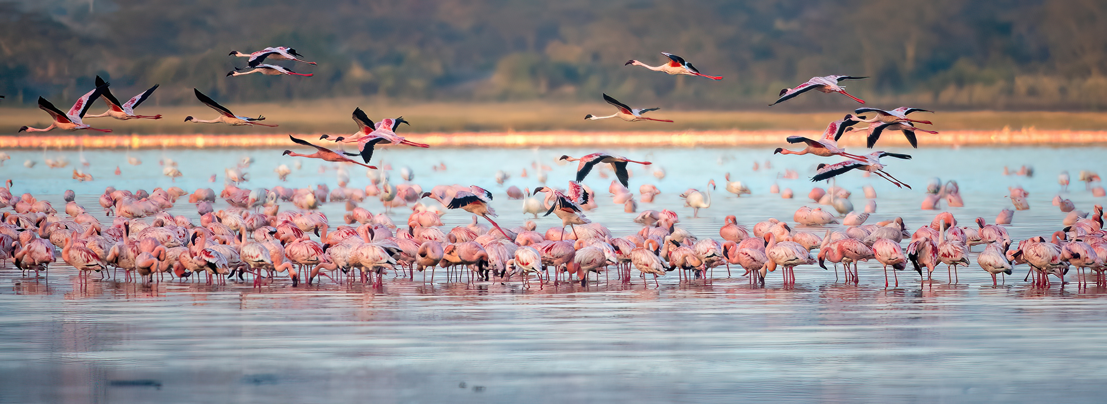 Flamingos at Lake Elementatia...