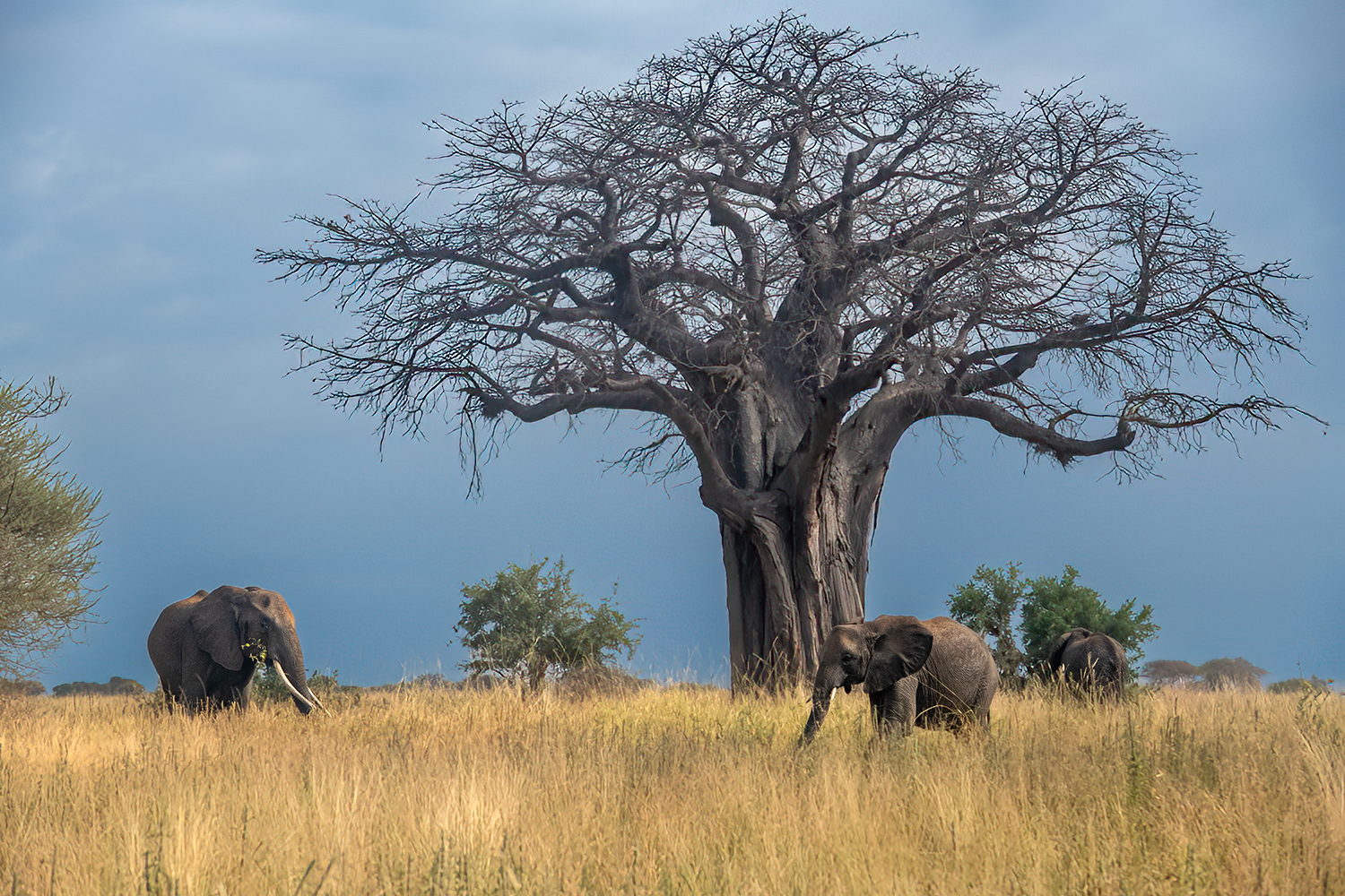 Elefanti con Baobab...