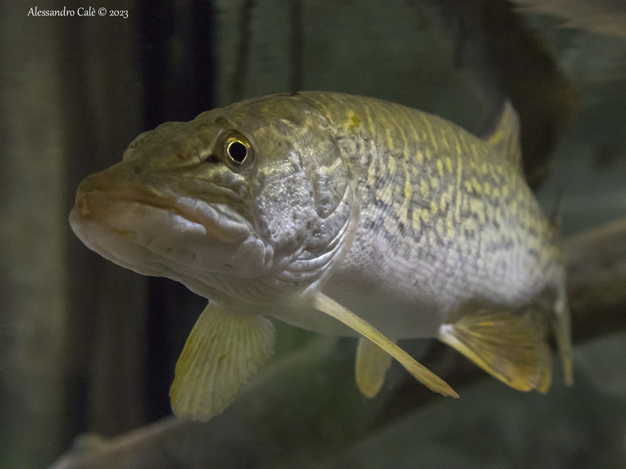 Esox lucius (Pike) 1484...