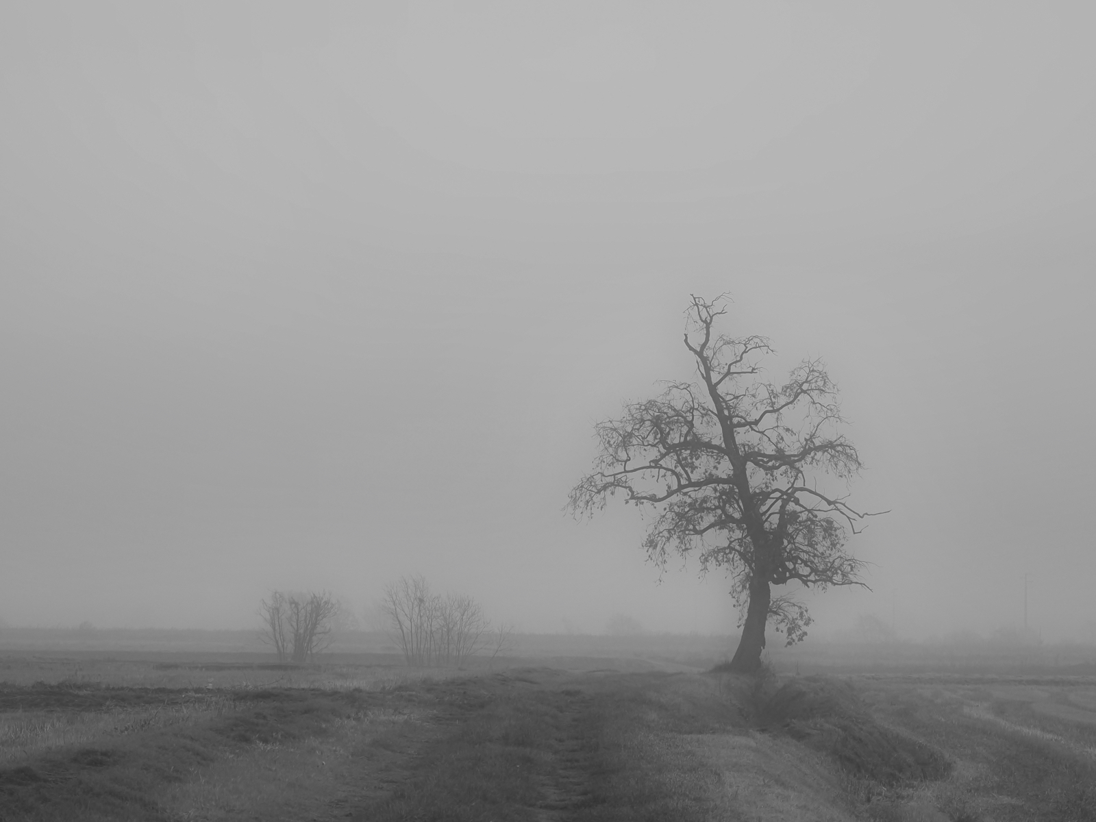 L'albero e la nebbia...