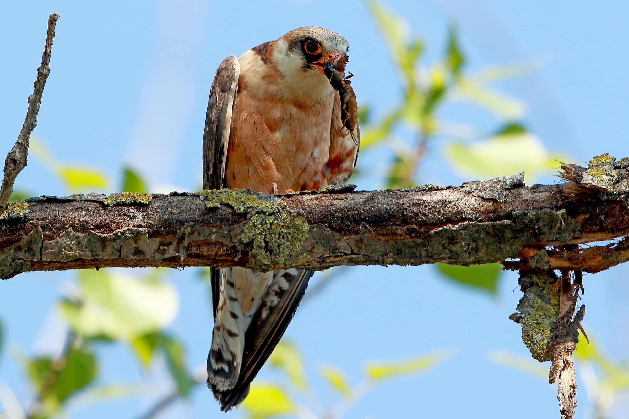 Cuckoo hawk with prey (adult female)...