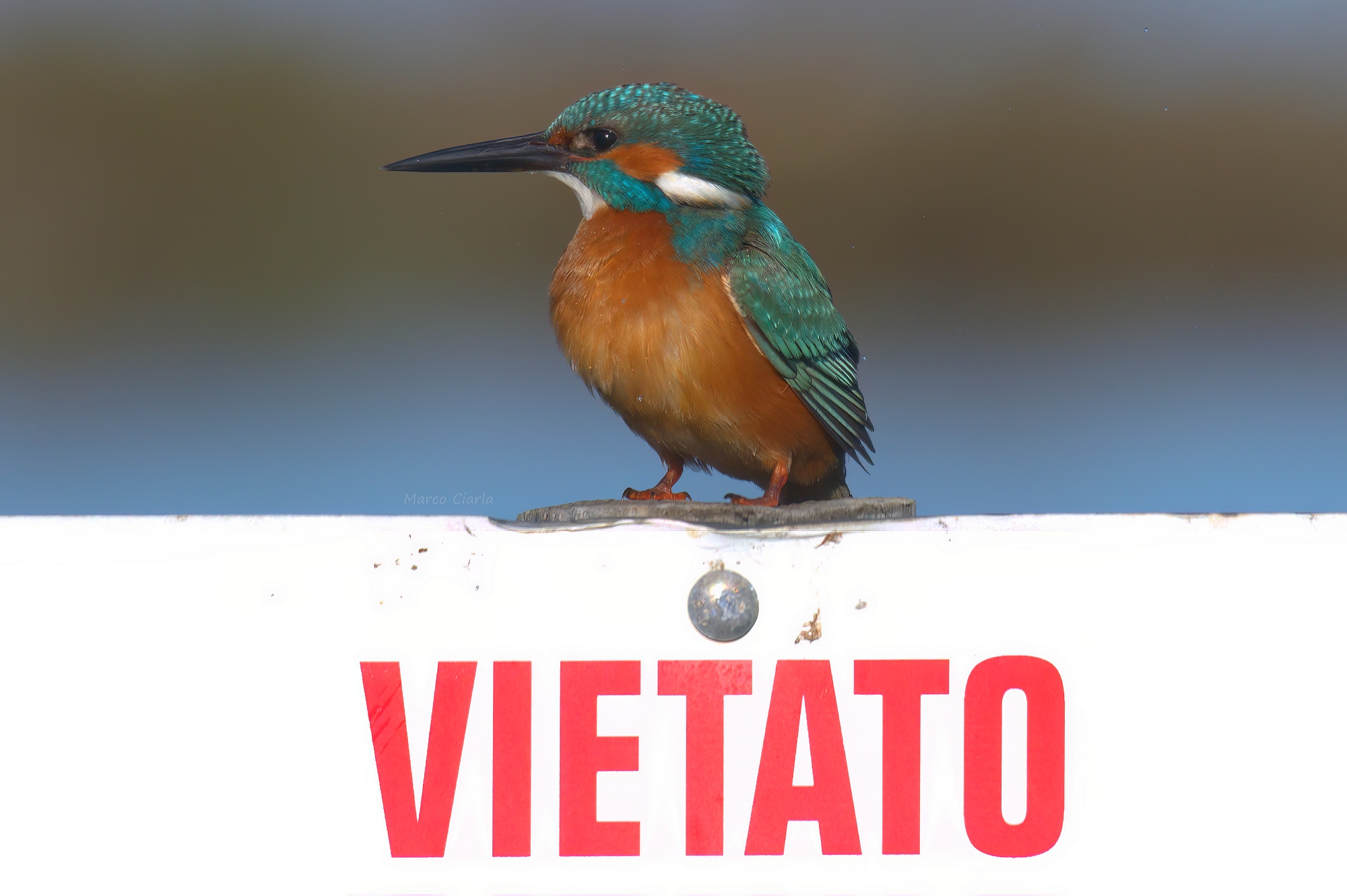 Kingfisher (Alcedo atthis)  ...