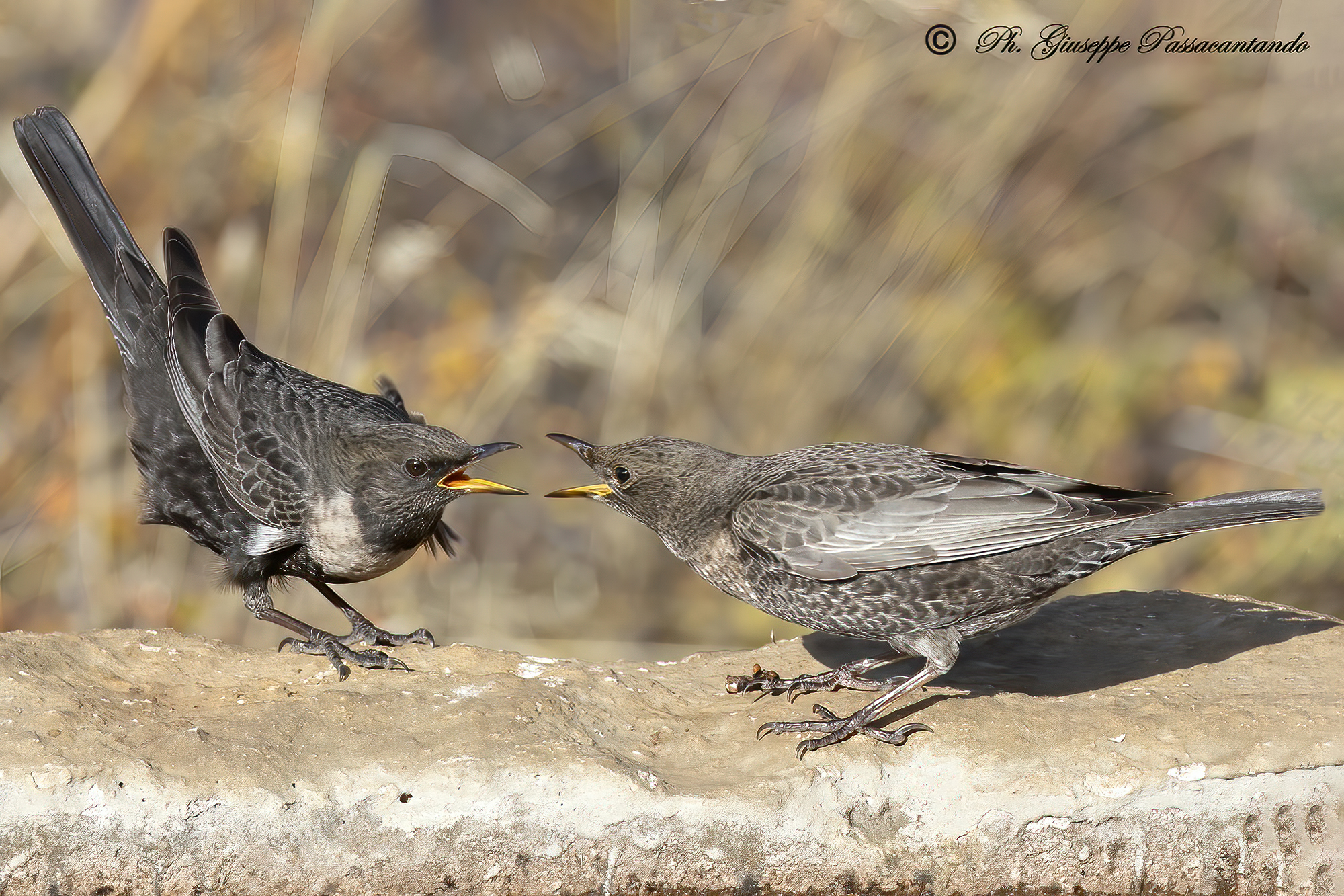 He and she collared blackbirds exchange of opignoni...